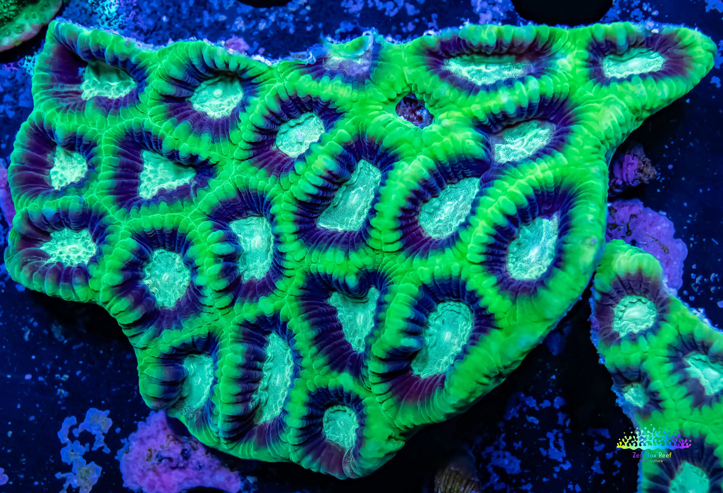 Favia Coral- Favia 5cm WYSIWYG Favia Coral- Favia 5cm WYSIWYG Aquarium Decor Favia Coral- Favia 5cm WYSIWYG Zeo Box Reef