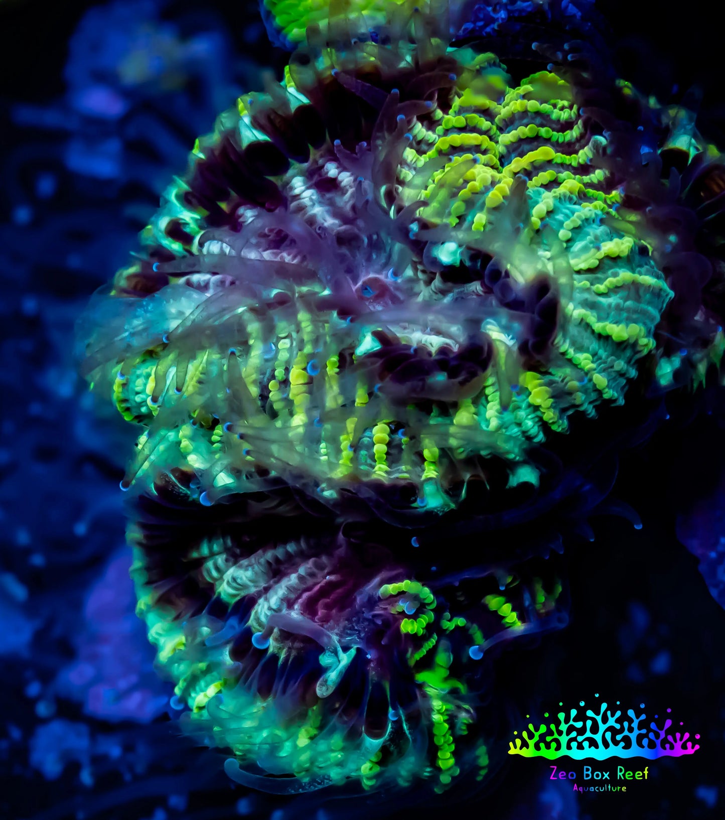 Favia Coral-- Favia Frag WYSIWYG Favia Coral-- Favia Frag WYSIWYG Aquarium Decor Favia Coral-- Favia Frag WYSIWYG Zeo Box Reef