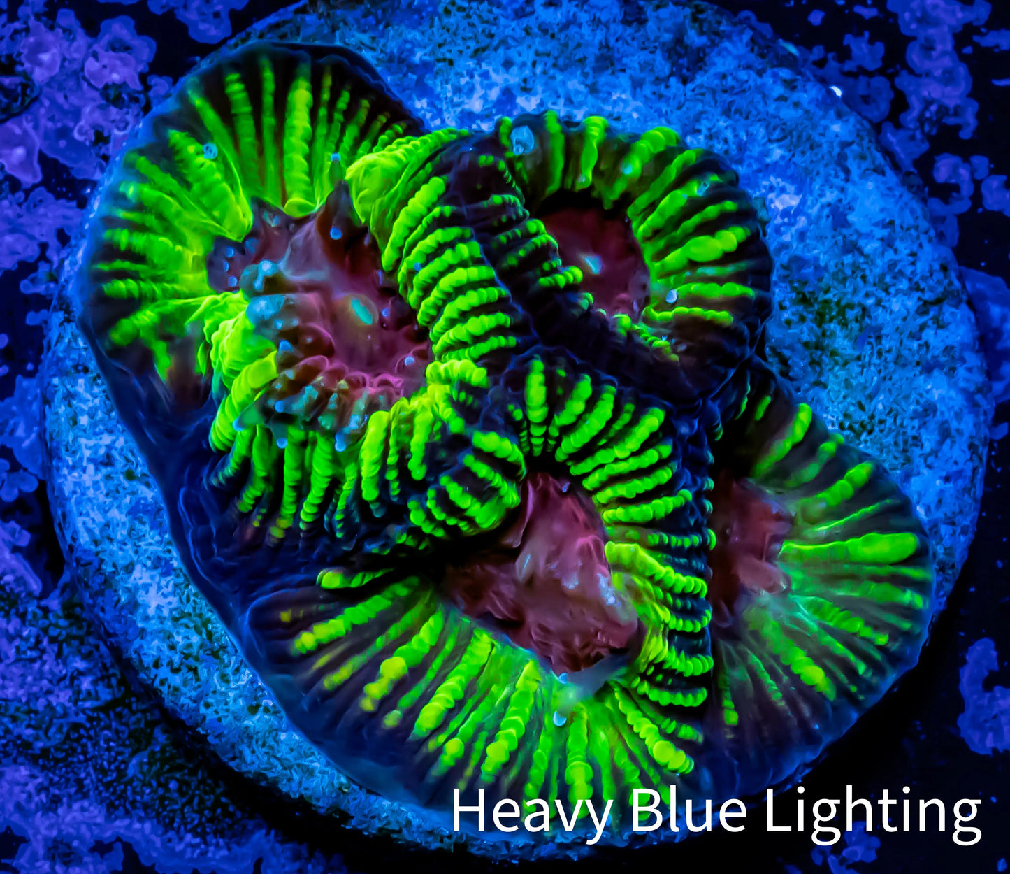 Favia Coral-- Favia Frag WYSIWYG Favia Coral-- Favia Frag WYSIWYG Aquarium Decor Favia Coral-- Favia Frag WYSIWYG Zeo Box Reef