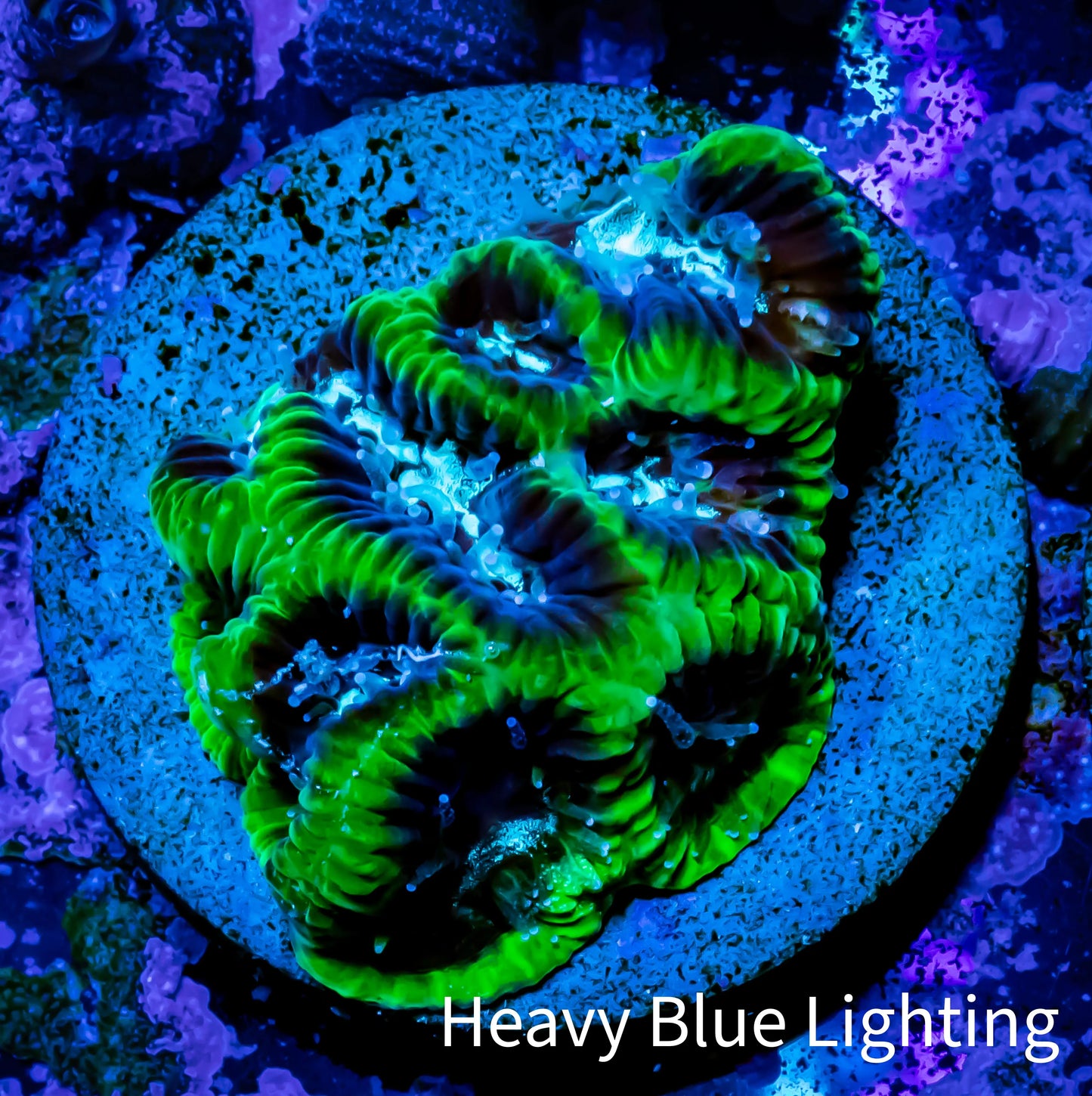 Favia Coral--Favia Frag WYSIWYG Favia Coral--Favia Frag WYSIWYG Aquarium Decor Favia Coral--Favia Frag WYSIWYG Zeo Box Reef