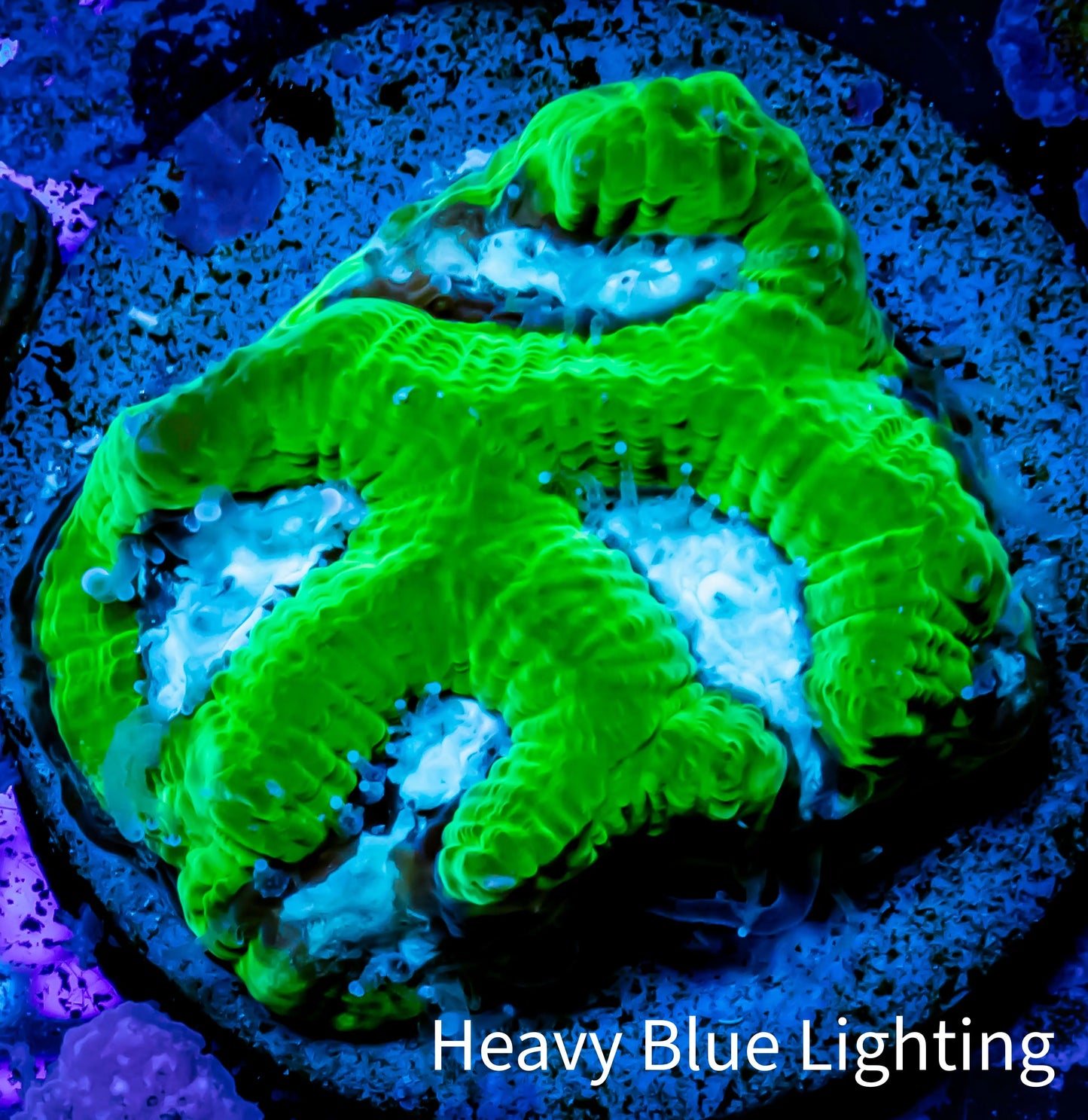 Favia Coral--Favia Frag WYSIWYG Favia Coral--Favia Frag WYSIWYG Aquarium Decor Favia Coral--Favia Frag WYSIWYG Zeo Box Reef