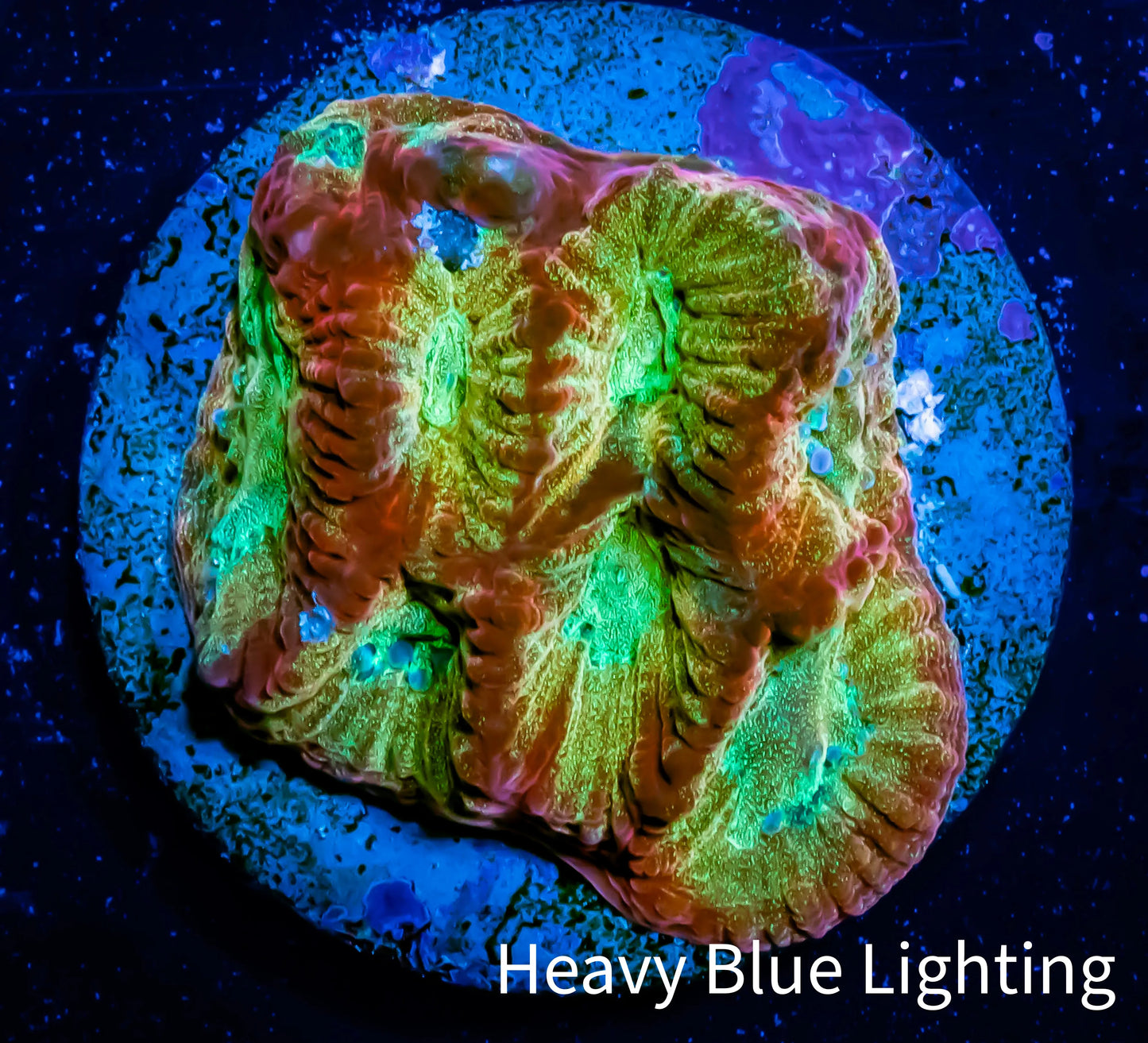 Favia Coral--Favia Frag WYSIWYG Favia Coral--Favia Frag WYSIWYG Aquarium Decor Favia Coral--Favia Frag WYSIWYG Zeo Box Reef