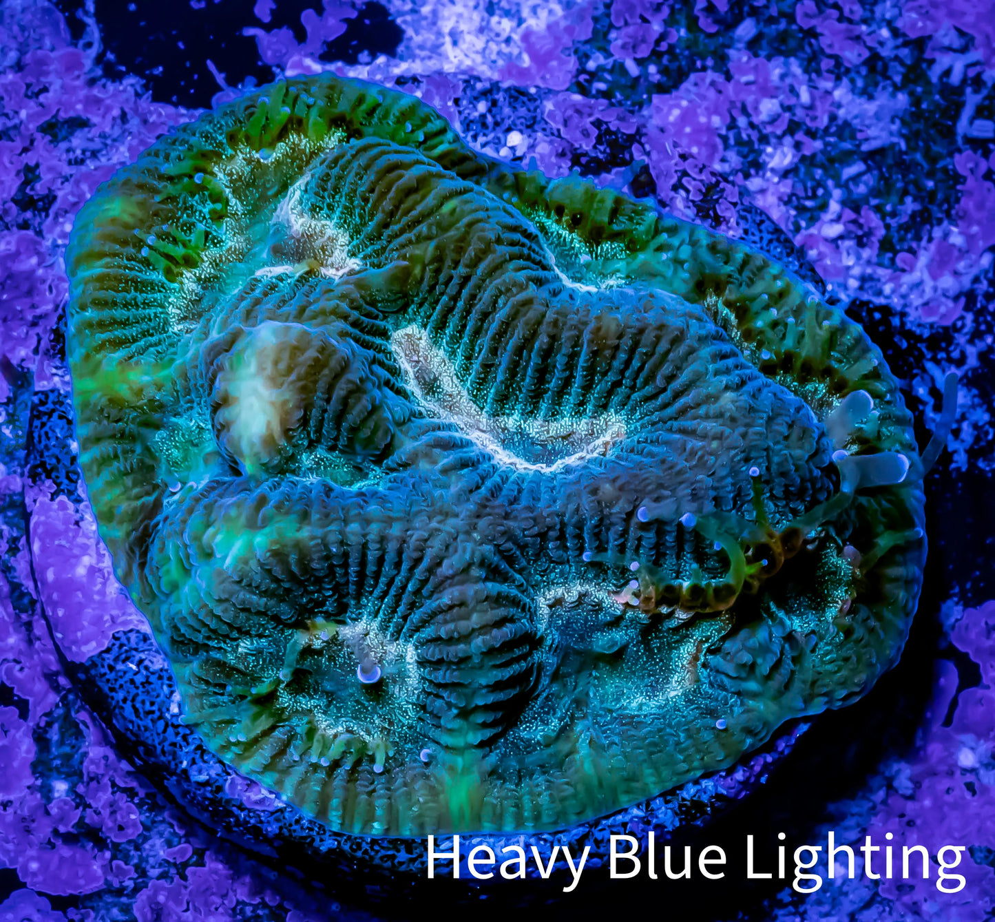 Favia Coral--Favia Frag WYSIWYG Favia Coral--Favia Frag WYSIWYG Aquarium Decor Favia Coral--Favia Frag WYSIWYG Zeo Box Reef