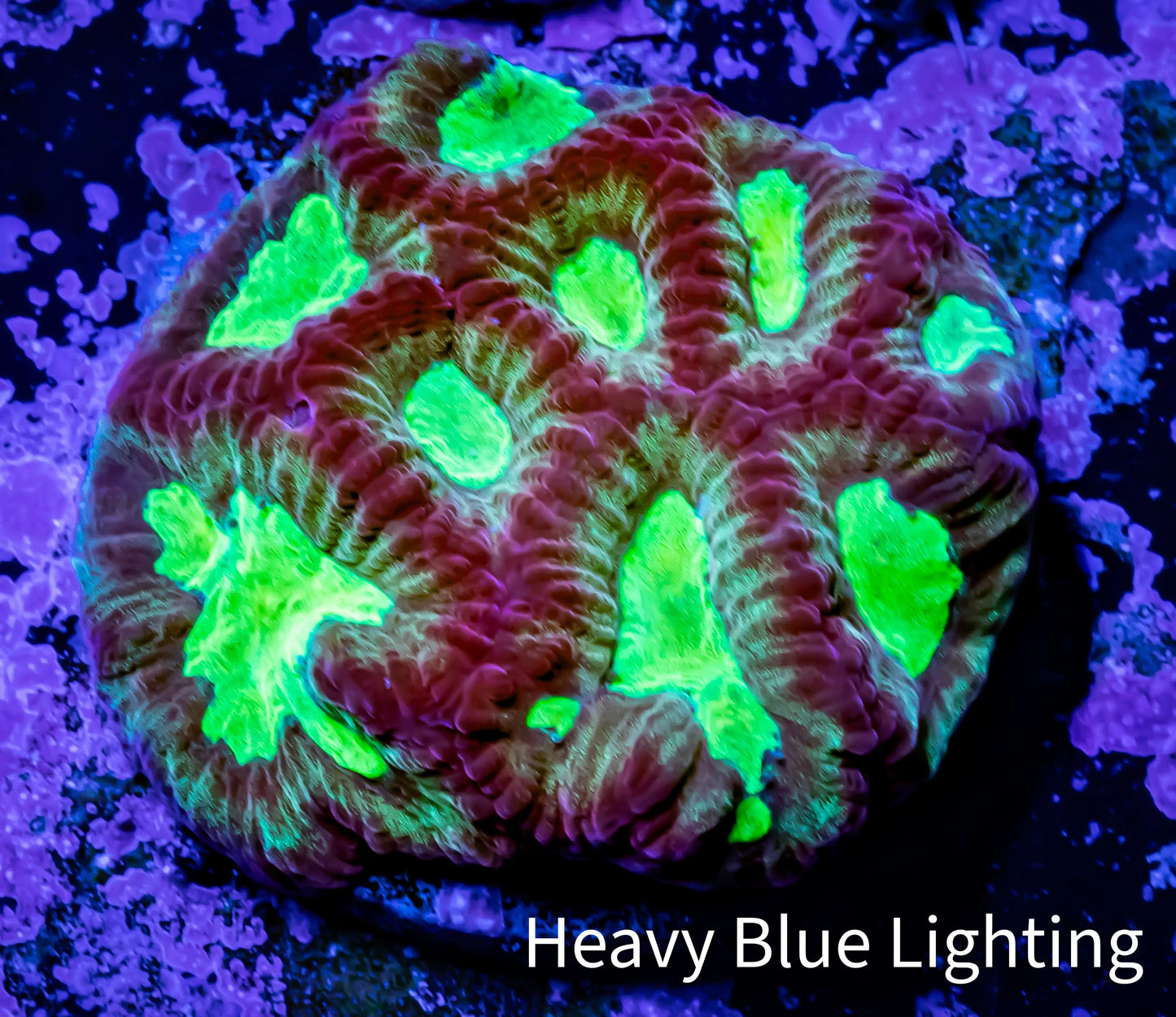 Favia Coral--Favia Frag WYSIWYG Favia Coral--Favia Frag WYSIWYG Aquarium Decor Favia Coral--Favia Frag WYSIWYG Zeo Box Reef