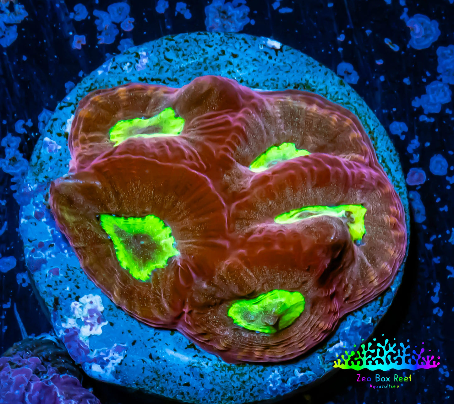 Favia Coral--Favia Frag WYSIWYG Favia Coral--Favia Frag WYSIWYG Aquarium Decor Favia Coral--Favia Frag WYSIWYG Zeo Box Reef