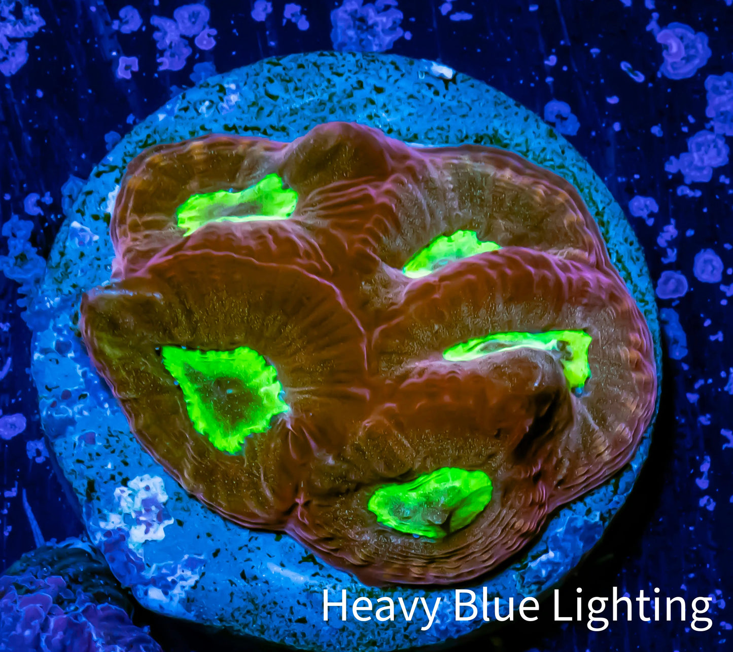 Favia Coral--Favia Frag WYSIWYG Favia Coral--Favia Frag WYSIWYG Aquarium Decor Favia Coral--Favia Frag WYSIWYG Zeo Box Reef