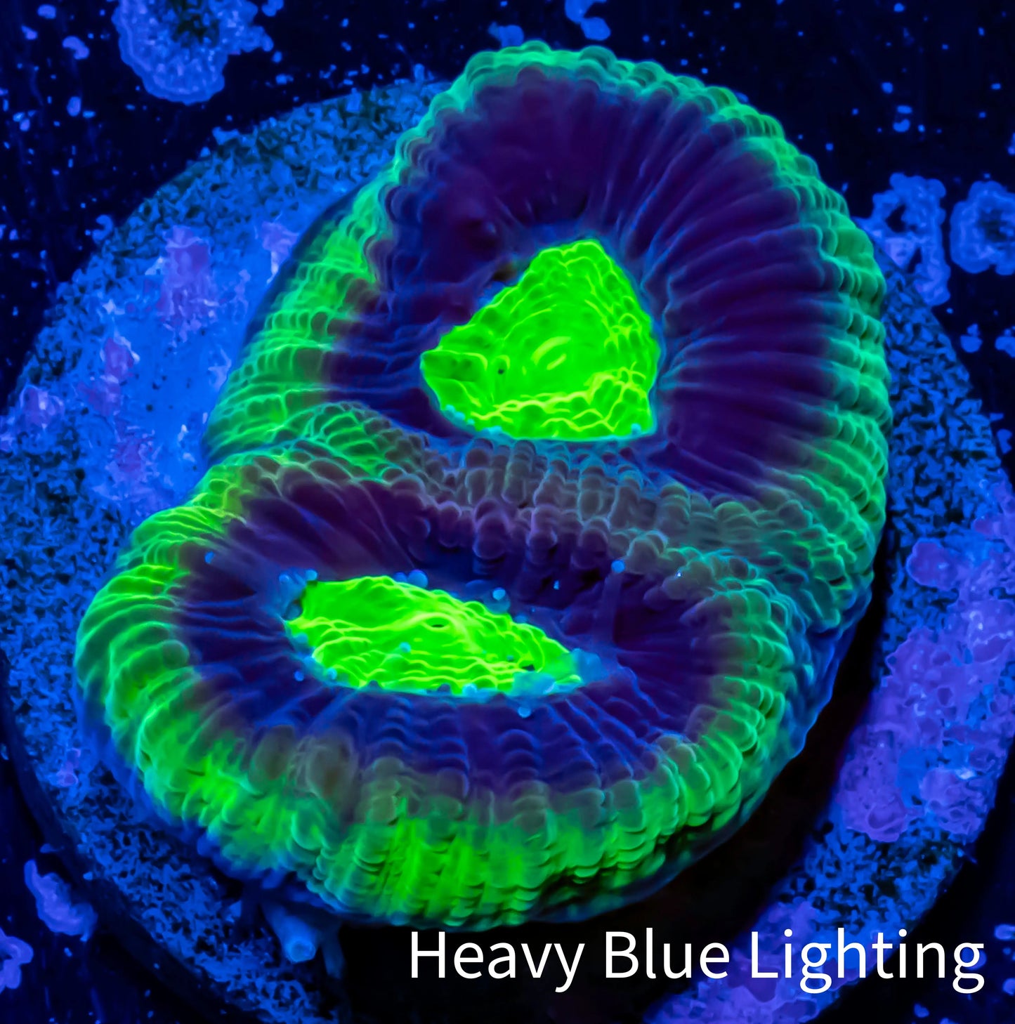 Favia Coral--Favia Frag WYSIWYG Favia Coral--Favia Frag WYSIWYG Aquarium Decor Favia Coral--Favia Frag WYSIWYG Zeo Box Reef