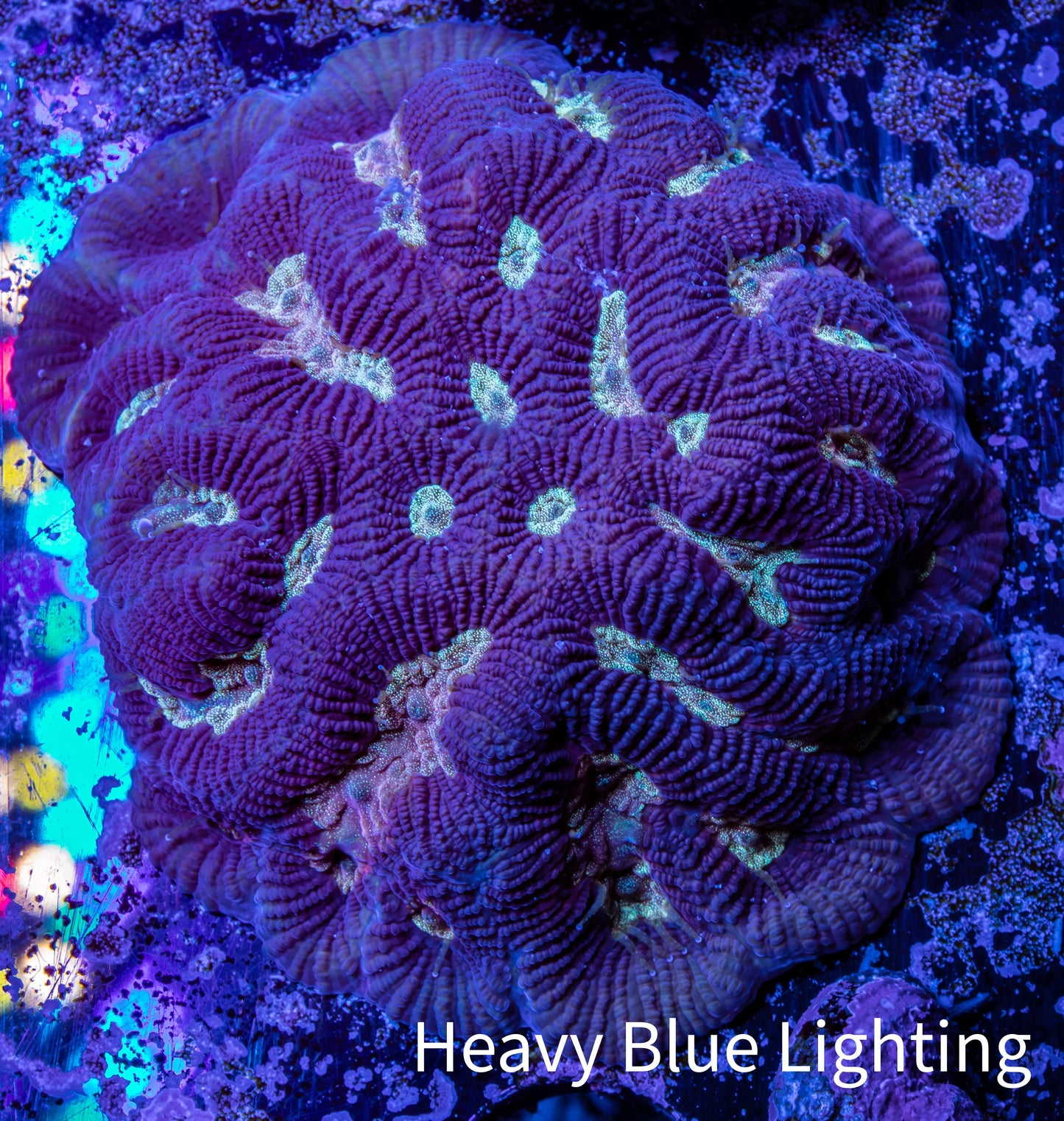 Favia Coral--Favia Frag WYSIWYG Favia Coral--Favia Frag WYSIWYG Aquarium Decor Favia Coral--Favia Frag WYSIWYG Zeo Box Reef