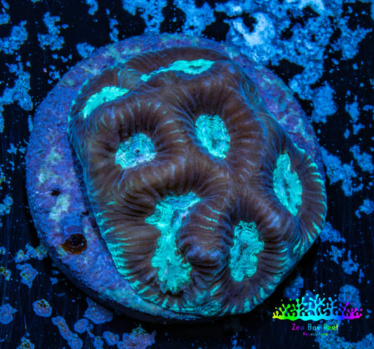 Favia Coral--Favia Frag WYSIWYG Favia Coral--Favia Frag WYSIWYG Aquarium Decor Favia Coral--Favia Frag WYSIWYG Zeo Box Reef