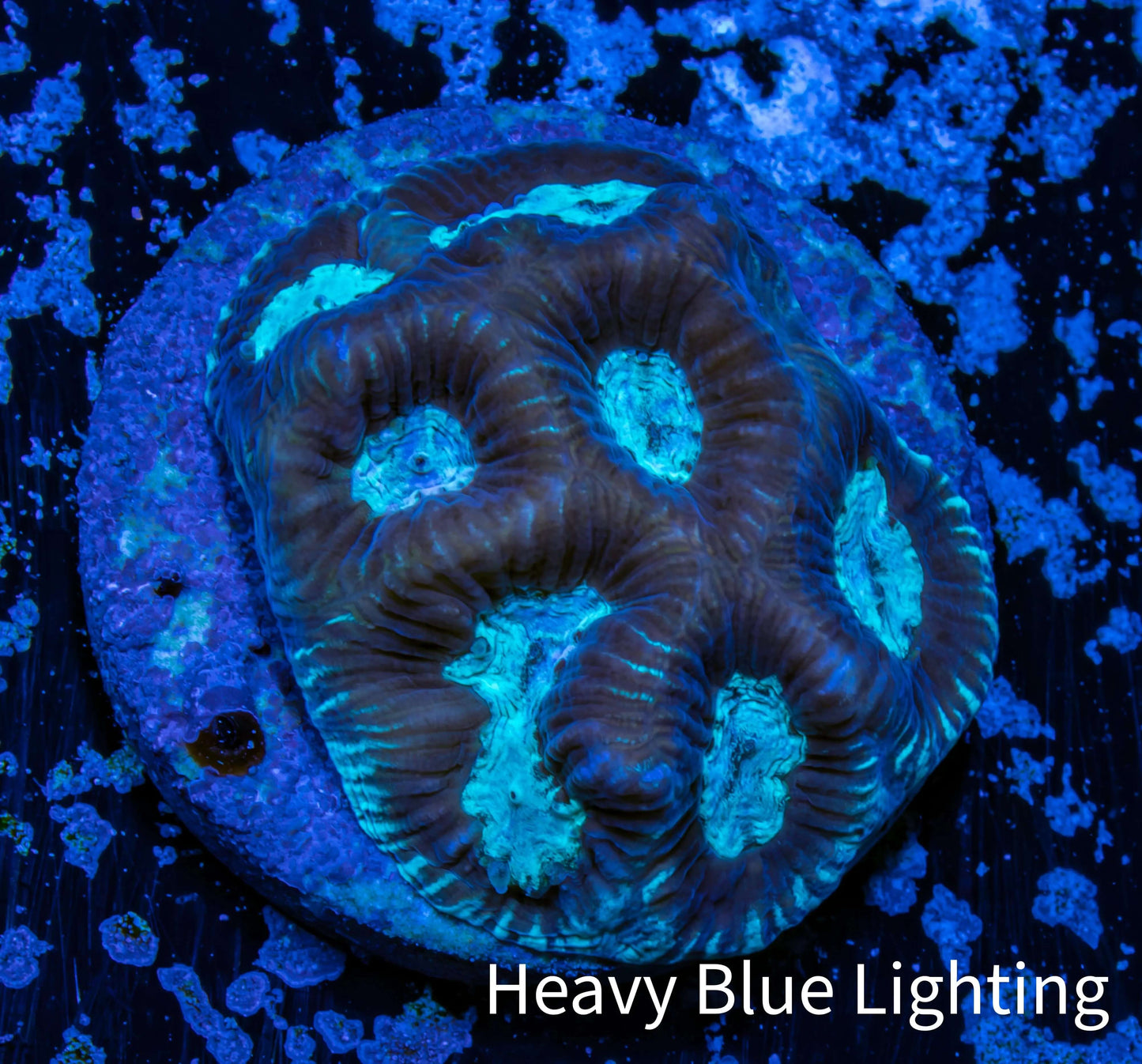 Favia Coral--Favia Frag WYSIWYG Favia Coral--Favia Frag WYSIWYG Aquarium Decor Favia Coral--Favia Frag WYSIWYG Zeo Box Reef