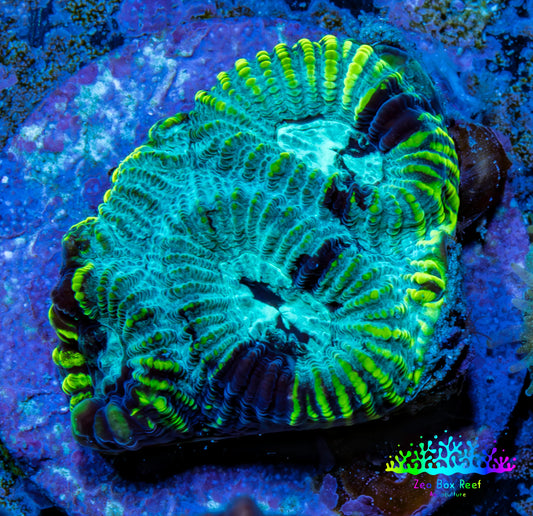 Favia Coral - Favia Frag WYSIWYG Favia Coral - Favia Frag WYSIWYG Aquarium Decor Favia Coral - Favia Frag WYSIWYG Zeo Box Reef
