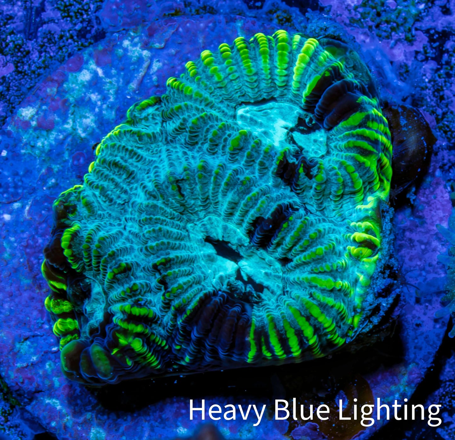 Favia Coral - Favia Frag WYSIWYG Favia Coral - Favia Frag WYSIWYG Aquarium Decor Favia Coral - Favia Frag WYSIWYG Zeo Box Reef