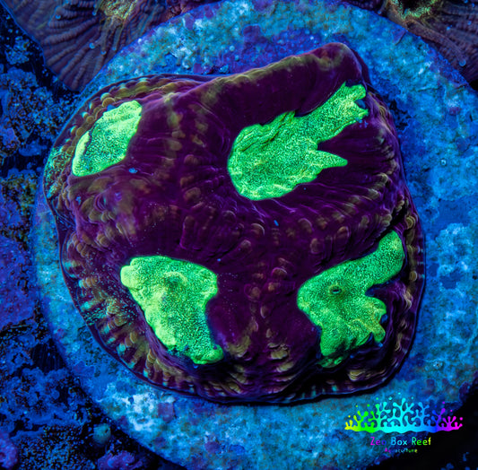 Favia Coral - Favia Frag WYSIWYG Favia Coral - Favia Frag WYSIWYG Aquarium Decor Favia Coral - Favia Frag WYSIWYG Zeo Box Reef