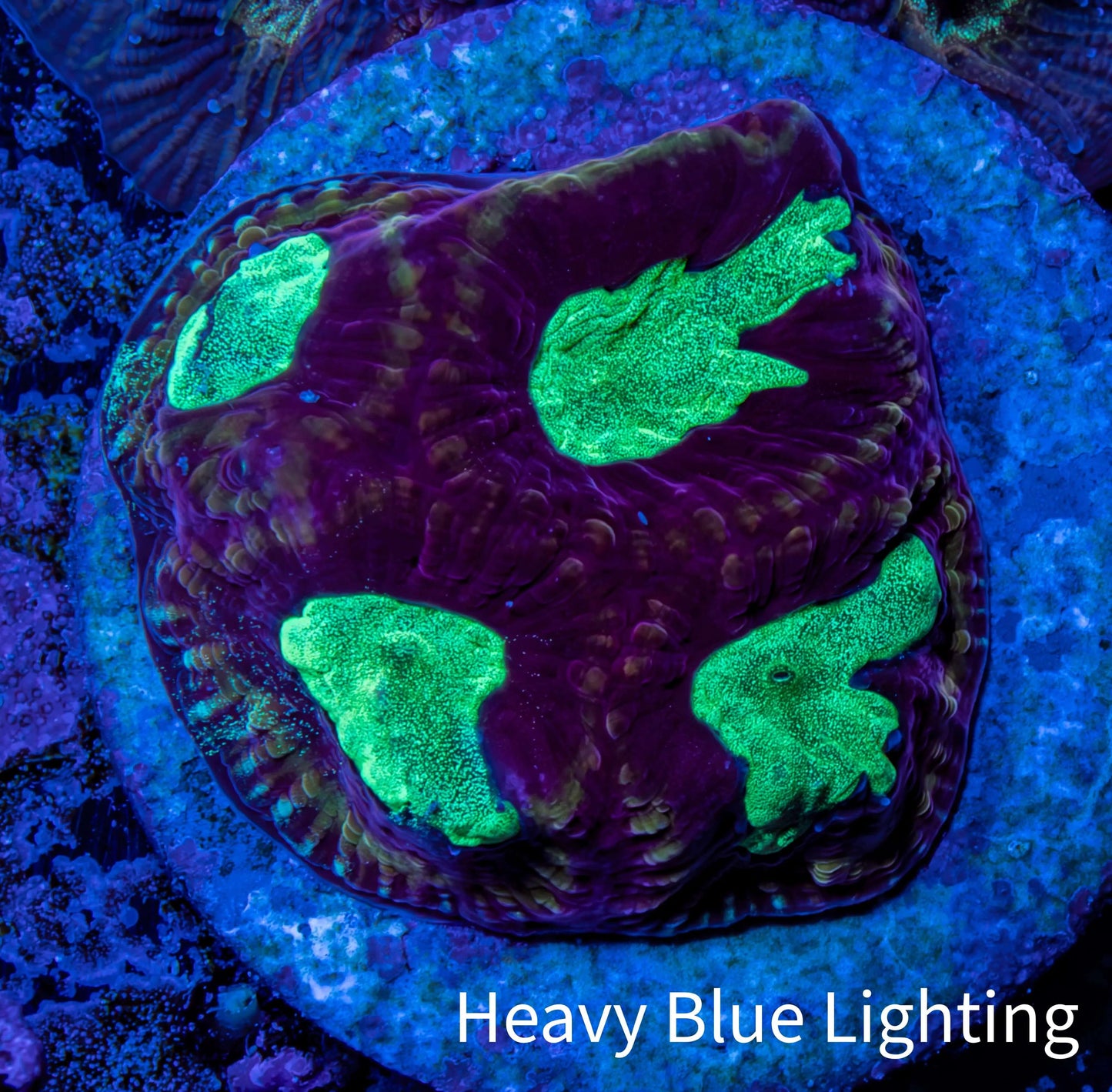 Favia Coral - Favia Frag WYSIWYG Favia Coral - Favia Frag WYSIWYG Aquarium Decor Favia Coral - Favia Frag WYSIWYG Zeo Box Reef