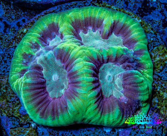 Favia Coral - Favia Frag WYSIWYG Favia Coral - Favia Frag WYSIWYG Aquarium Decor Favia Coral - Favia Frag WYSIWYG Zeo Box Reef