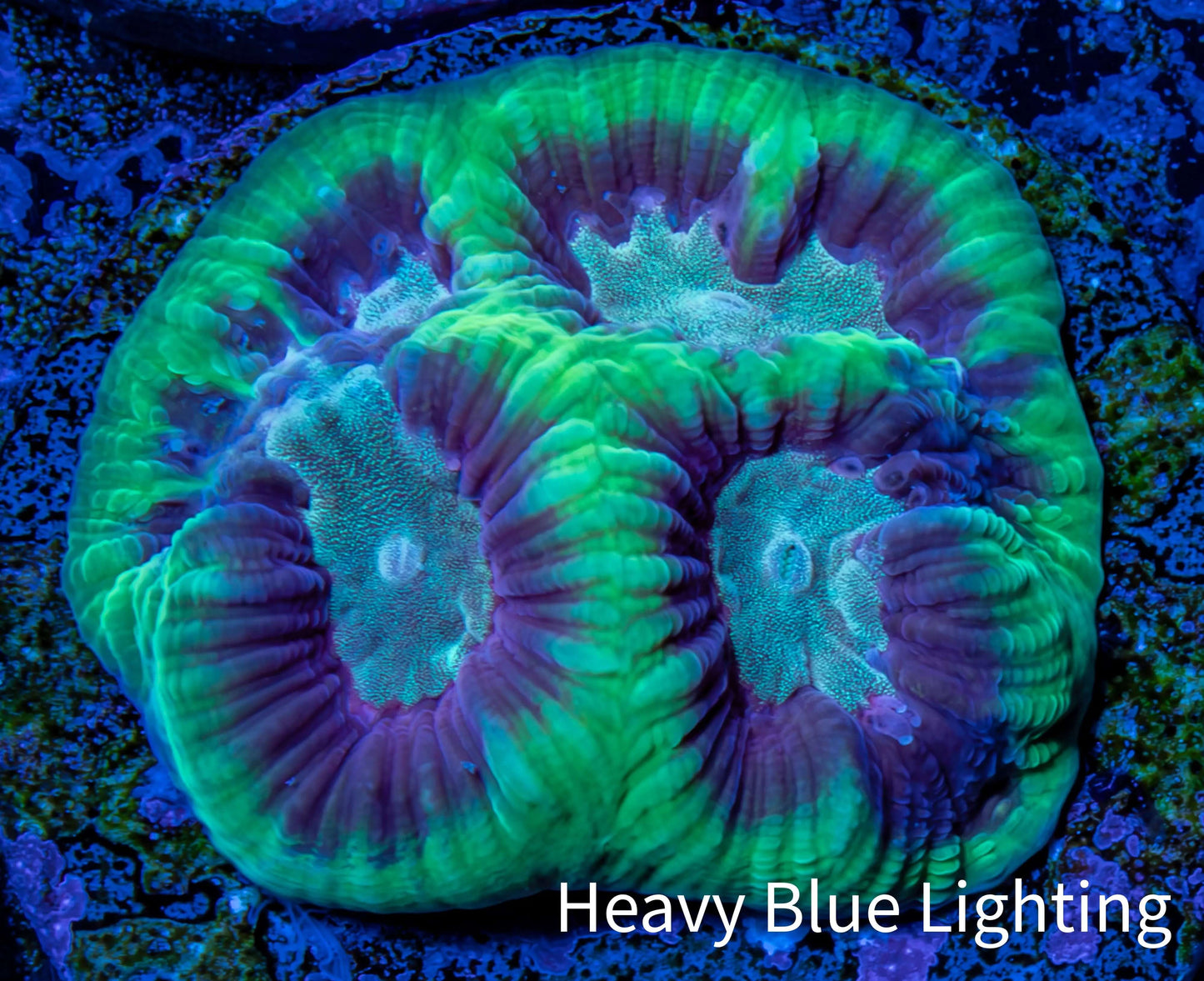 Favia Coral - Favia Frag WYSIWYG Favia Coral - Favia Frag WYSIWYG Aquarium Decor Favia Coral - Favia Frag WYSIWYG Zeo Box Reef