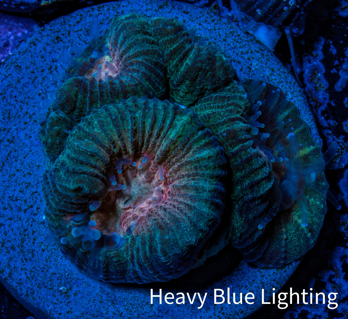 Favia Coral - Favia Frag WYSIWYG Favia Coral - Favia Frag WYSIWYG Aquarium Decor Favia Coral - Favia Frag WYSIWYG Zeo Box Reef