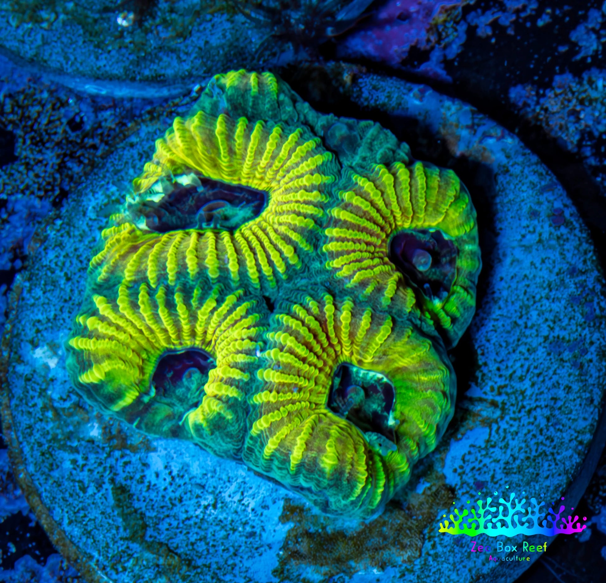 Favia Coral - Favia Frag WYSIWYG Favia Coral - Favia Frag WYSIWYG Aquarium Decor Favia Coral - Favia Frag WYSIWYG Zeo Box Reef