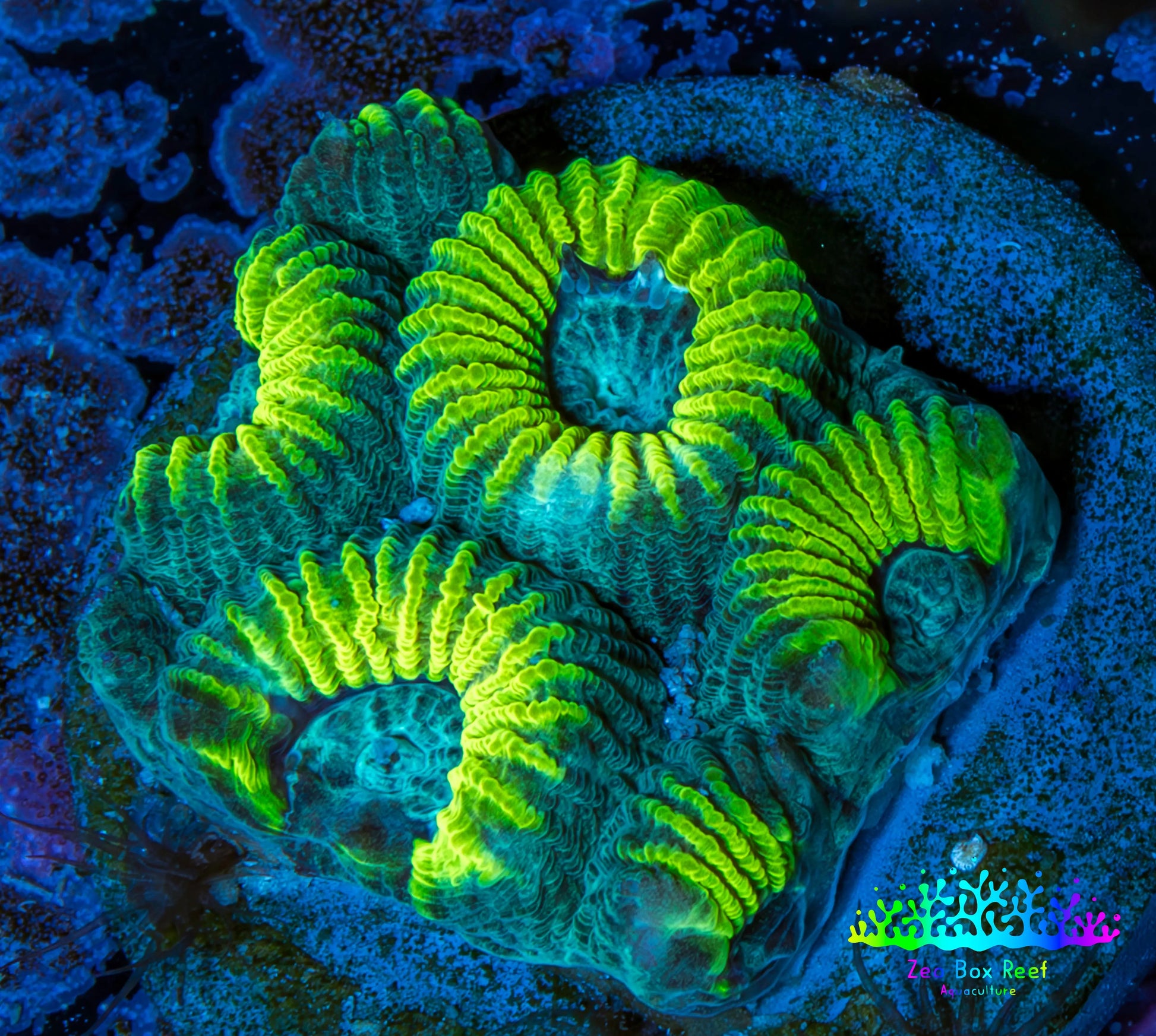 Favia Coral - Favia Frag WYSIWYG Favia Coral - Favia Frag WYSIWYG Aquarium Decor Favia Coral - Favia Frag WYSIWYG Zeo Box Reef