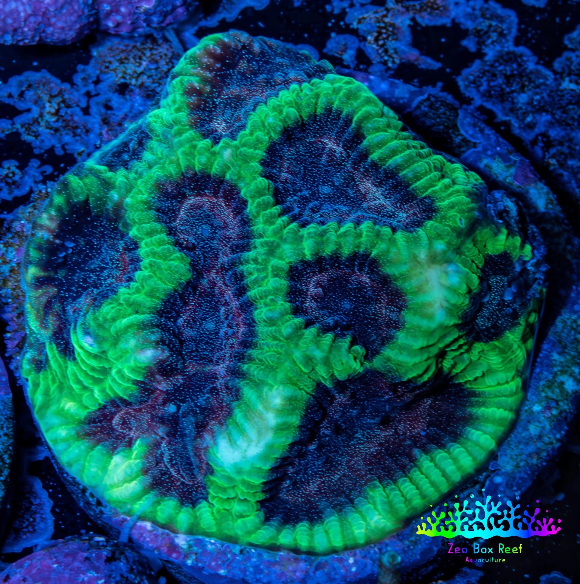 Favia Coral - Favia Frag WYSIWYG Favia Coral - Favia Frag WYSIWYG Aquarium Decor Favia Coral - Favia Frag WYSIWYG Zeo Box Reef