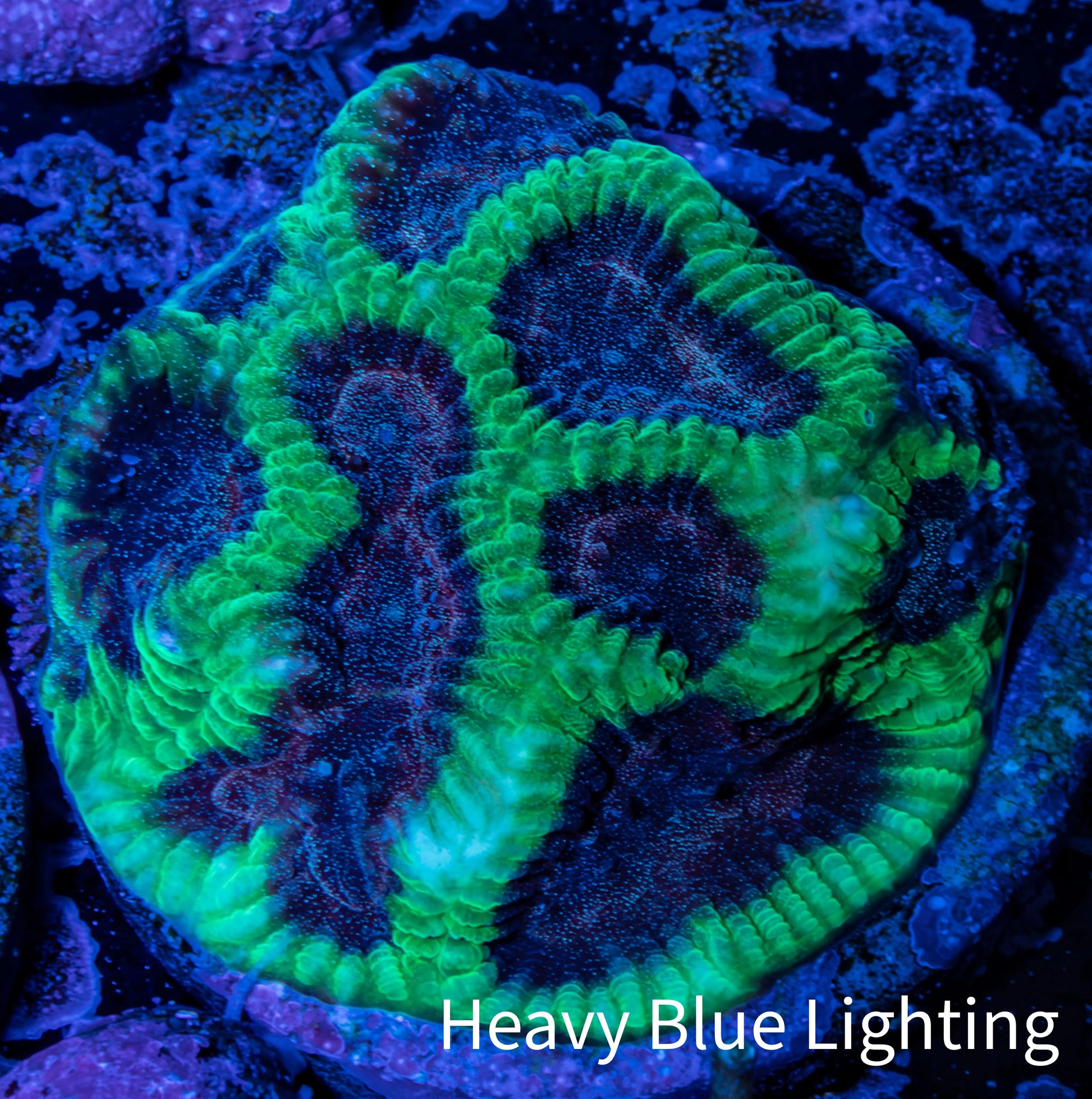 Favia Coral - Favia Frag WYSIWYG Favia Coral - Favia Frag WYSIWYG Aquarium Decor Favia Coral - Favia Frag WYSIWYG Zeo Box Reef