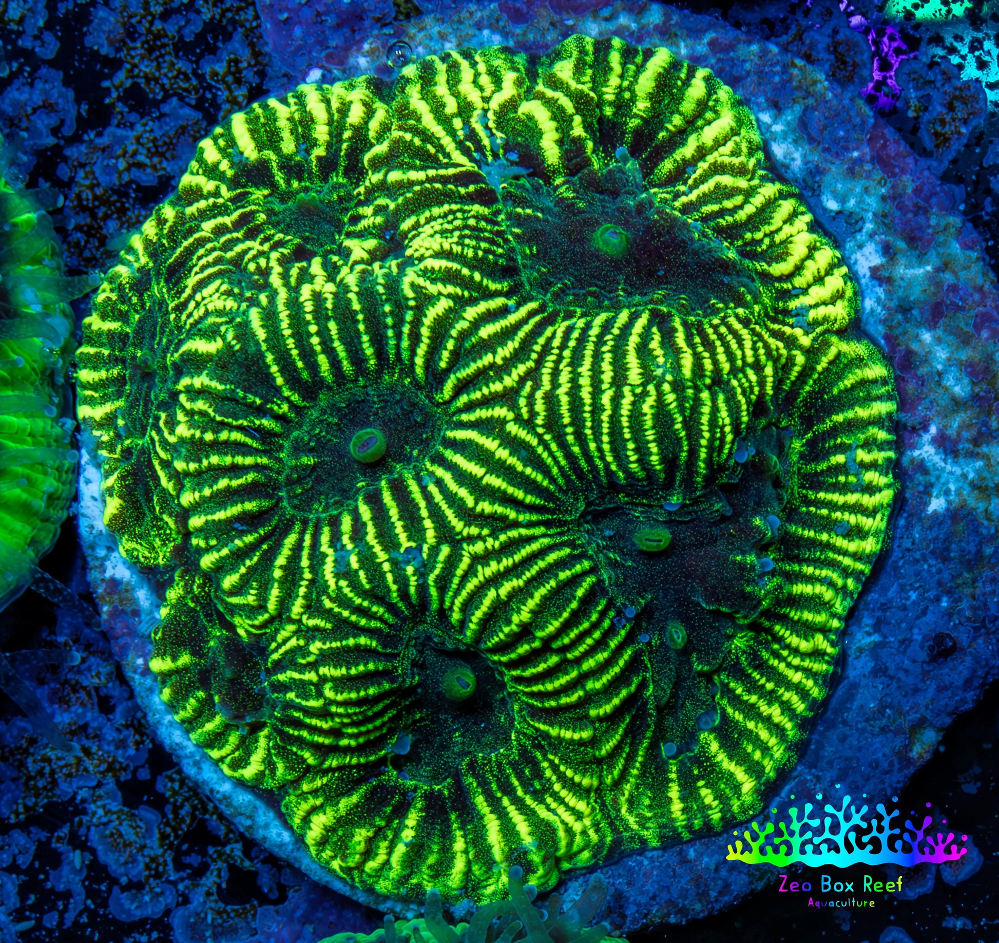 Favia Coral - Favia Frag WYSIWYG Favia Coral - Favia Frag WYSIWYG Aquarium Decor Favia Coral - Favia Frag WYSIWYG Zeo Box Reef
