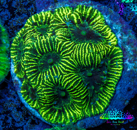 Favia Coral - Favia Frag WYSIWYG Favia Coral - Favia Frag WYSIWYG Aquarium Decor Favia Coral - Favia Frag WYSIWYG Zeo Box Reef