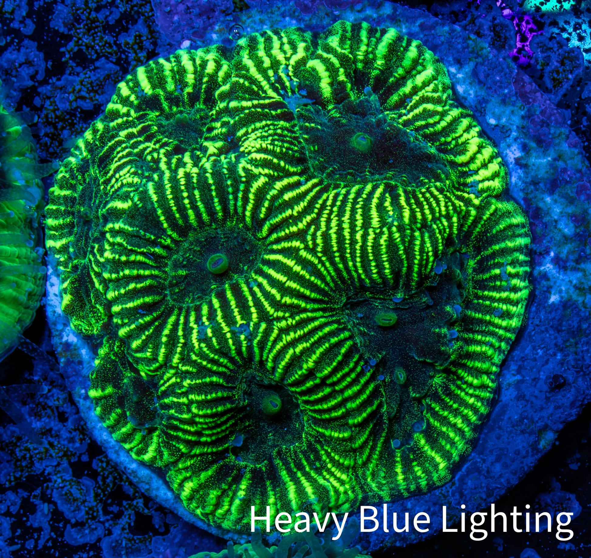 Favia Coral - Favia Frag WYSIWYG Favia Coral - Favia Frag WYSIWYG Aquarium Decor Favia Coral - Favia Frag WYSIWYG Zeo Box Reef