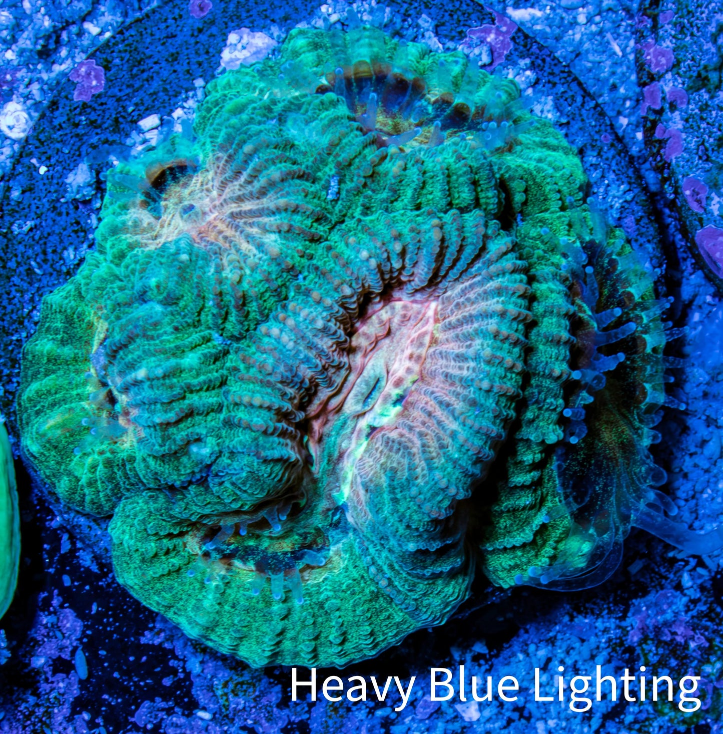 Favia Coral - Favia Frag WYSIWYG Favia Coral - Favia Frag WYSIWYG Aquarium Decor Favia Coral - Favia Frag WYSIWYG Zeo Box Reef