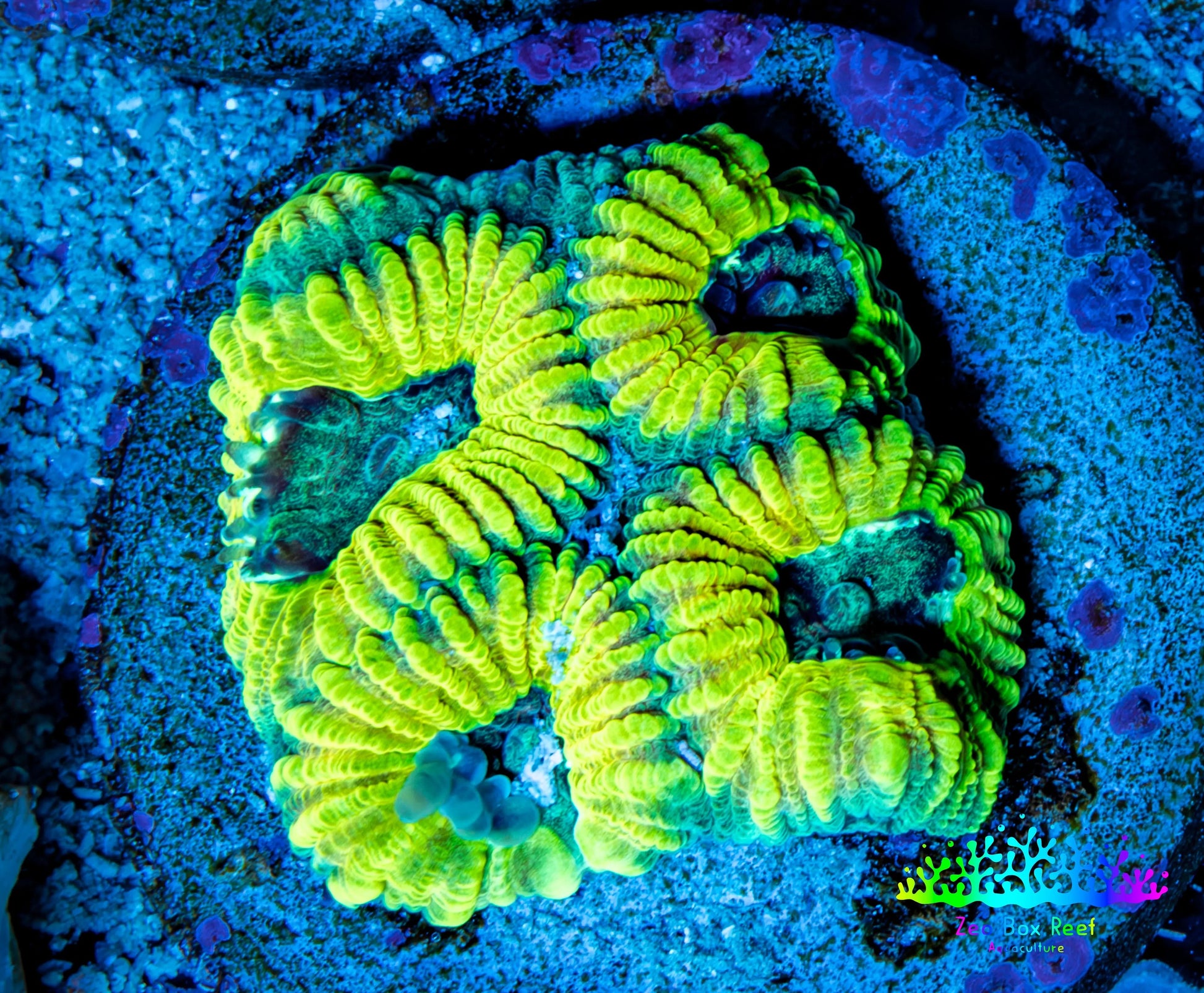 Favia Coral - Favia Frag WYSIWYG Favia Coral - Favia Frag WYSIWYG Aquarium Decor Favia Coral - Favia Frag WYSIWYG Zeo Box Reef