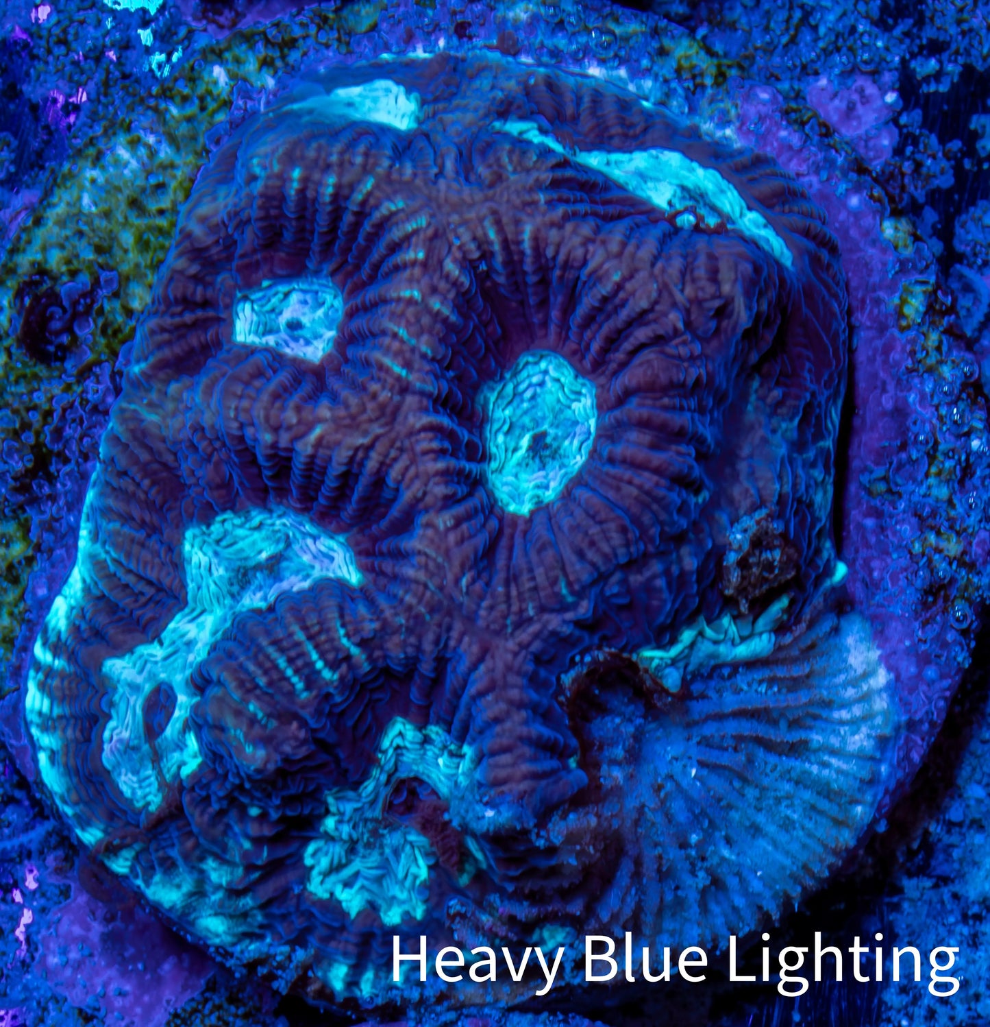 Favia Coral - Favia Frag WYSIWYG Favia Coral - Favia Frag WYSIWYG Aquarium Decor Favia Coral - Favia Frag WYSIWYG Zeo Box Reef