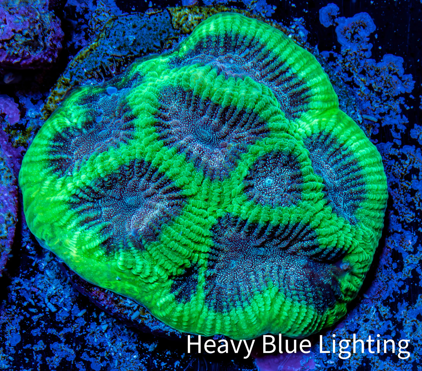 Favia Coral - Favia Frag WYSIWYG Favia Coral - Favia Frag WYSIWYG Aquarium Decor Favia Coral - Favia Frag WYSIWYG Zeo Box Reef