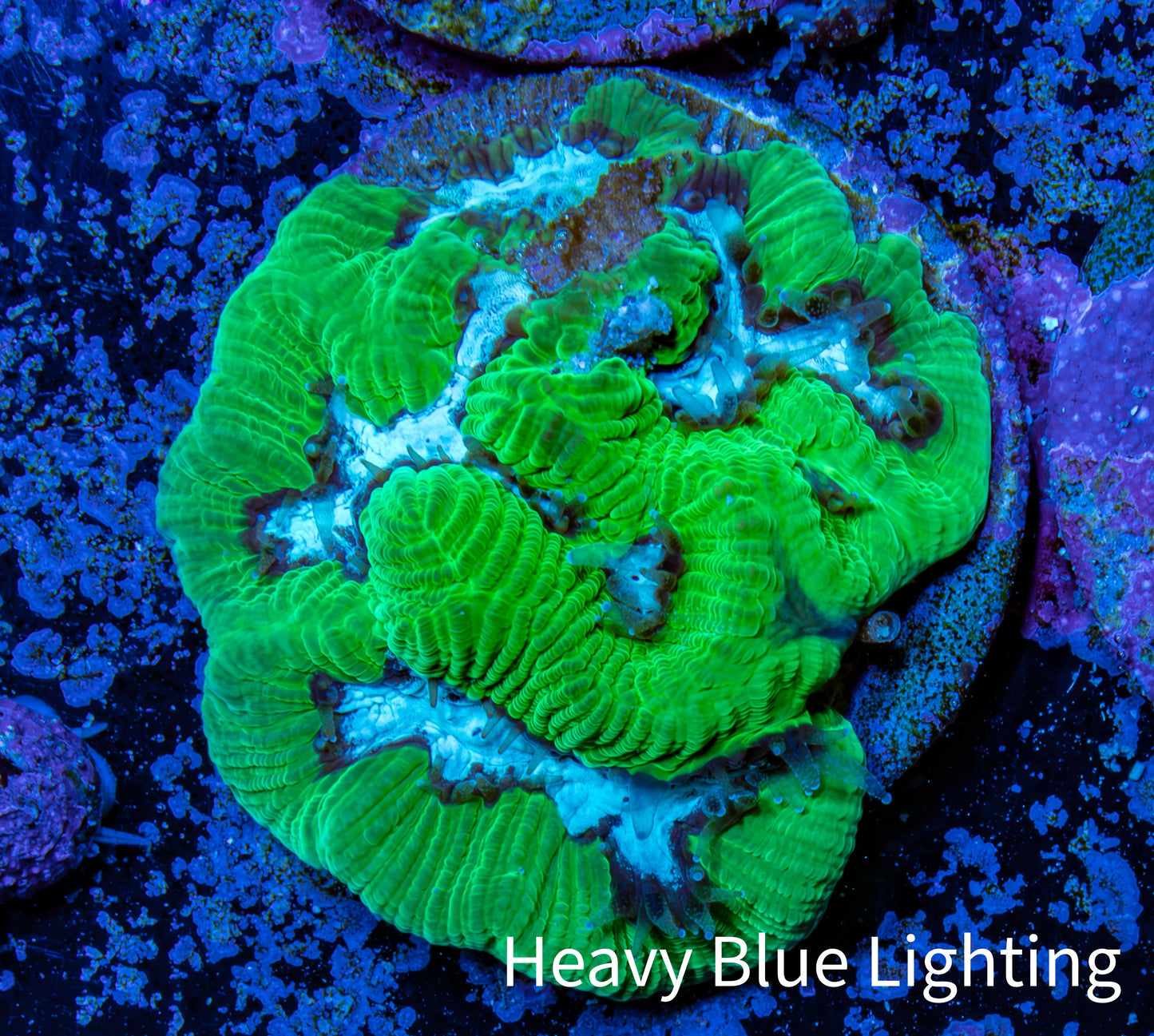 Favia Coral - Favia Frag WYSIWYG Favia Coral - Favia Frag WYSIWYG Aquarium Decor Favia Coral - Favia Frag WYSIWYG Zeo Box Reef