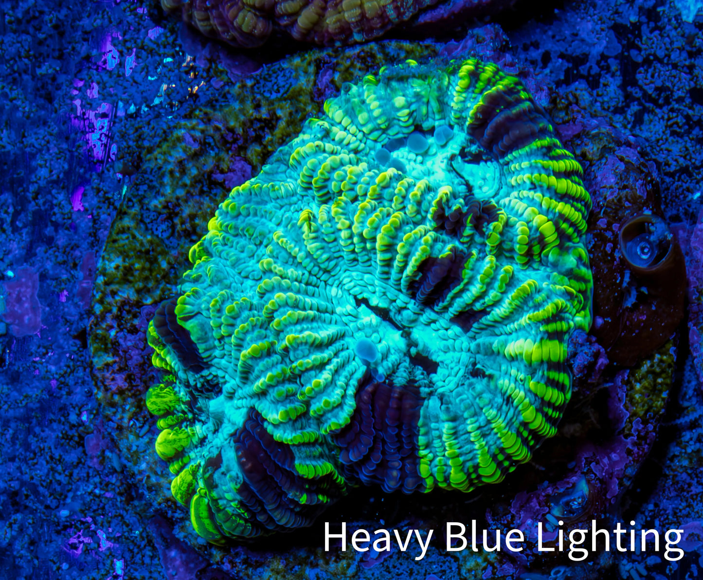 Favia Coral - Favia Frag WYSIWYG Favia Coral - Favia Frag WYSIWYG Aquarium Decor Favia Coral - Favia Frag WYSIWYG Zeo Box Reef