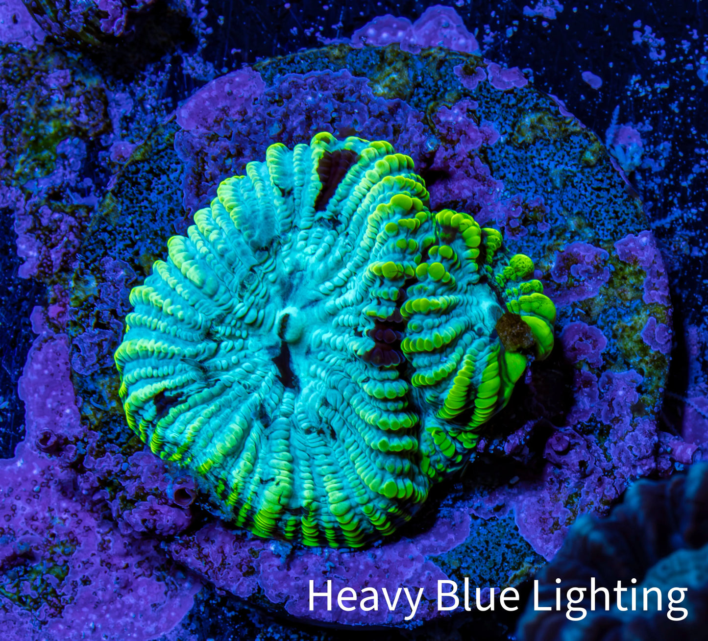 Favia Coral - Favia Frag WYSIWYG Favia Coral - Favia Frag WYSIWYG Aquarium Decor Favia Coral - Favia Frag WYSIWYG Zeo Box Reef