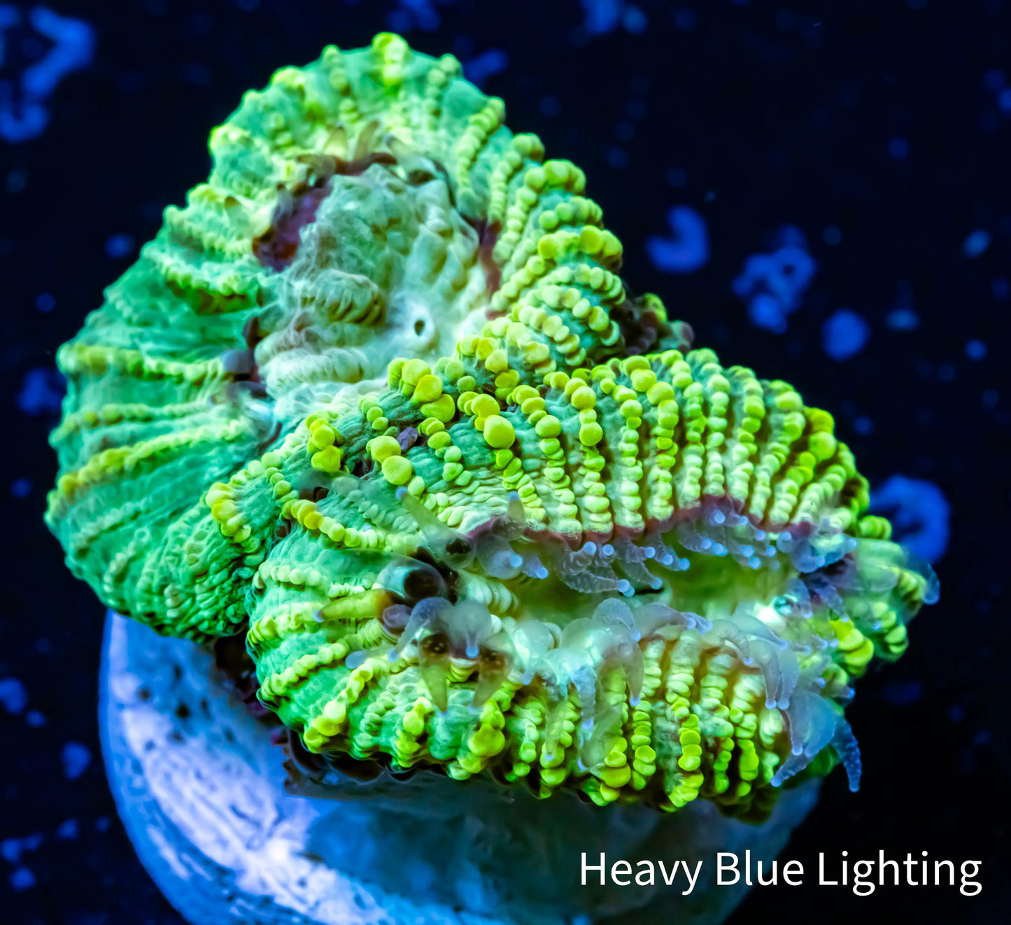 Favia Coral-- Favia Frag Favia Coral-- Favia Frag Aquarium Decor Favia Coral-- Favia Frag Zeo Box Reef