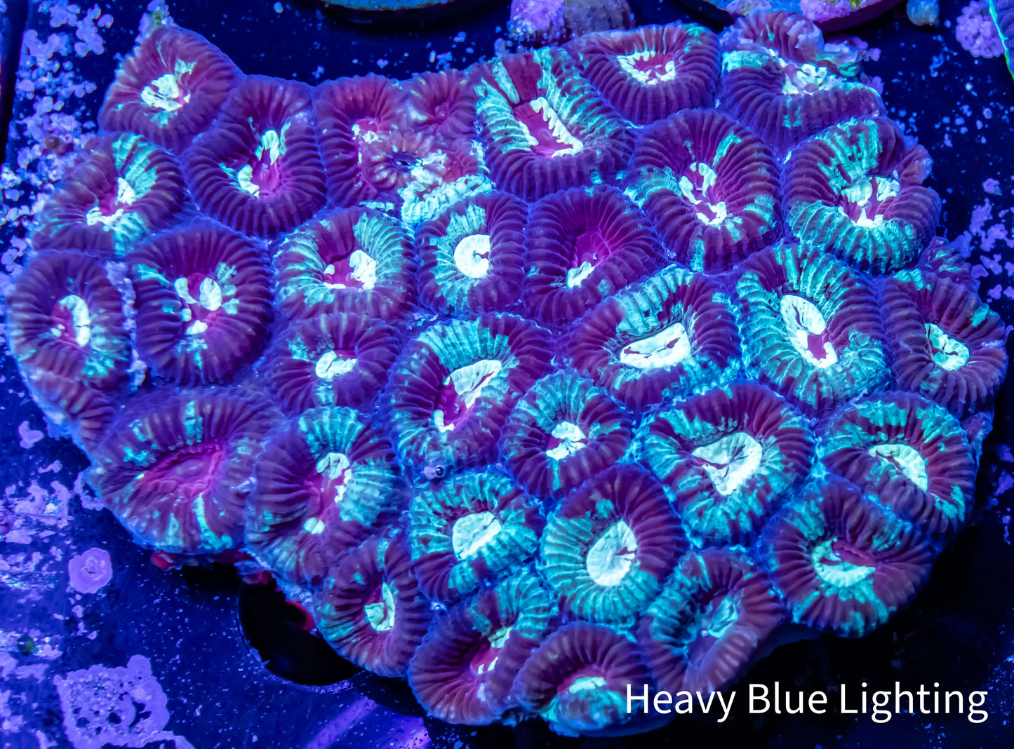 Favia Coral- Ultra 6cm WYSIWYG Favia Coral- Ultra 6cm WYSIWYG Aquarium Decor Favia Coral- Ultra 6cm WYSIWYG Zeo Box Reef