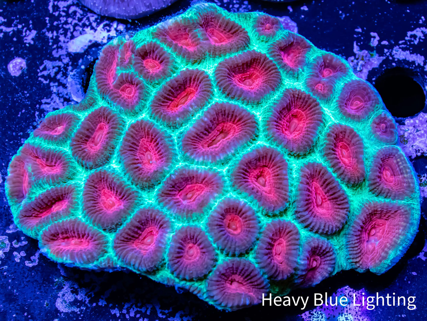 Favia Coral- Ultra 9cm WYSIWYG Favia Coral- Ultra 9cm WYSIWYG Aquarium Decor Favia Coral- Ultra 9cm WYSIWYG Zeo Box Reef