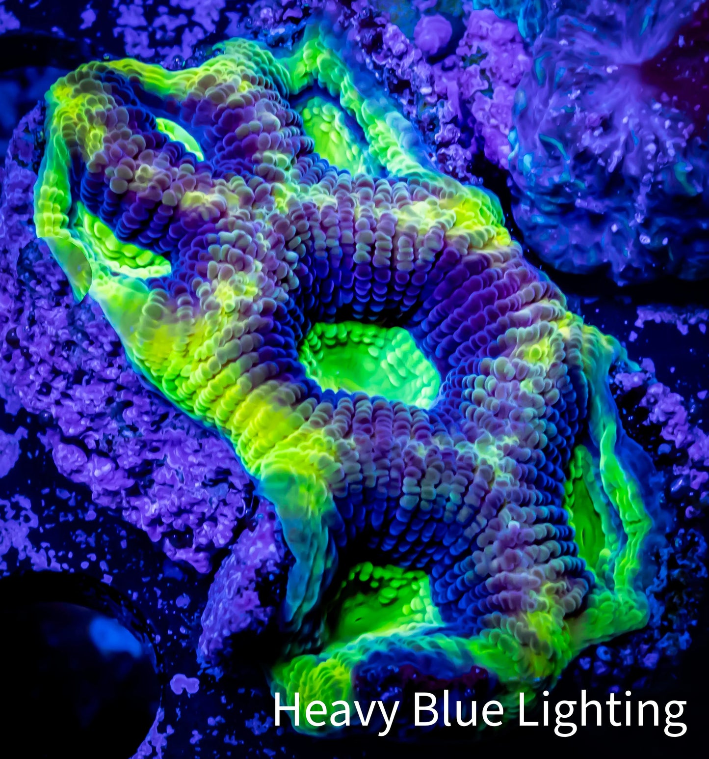 Favia Coral-- Ultra Dragon Soul Favia Frag WYSIWYG Favia Coral-- Ultra Dragon Soul Favia Frag WYSIWYG Aquarium Decor Favia Coral-- Ultra Dragon Soul Favia Frag WYSIWYG Zeo Box Reef