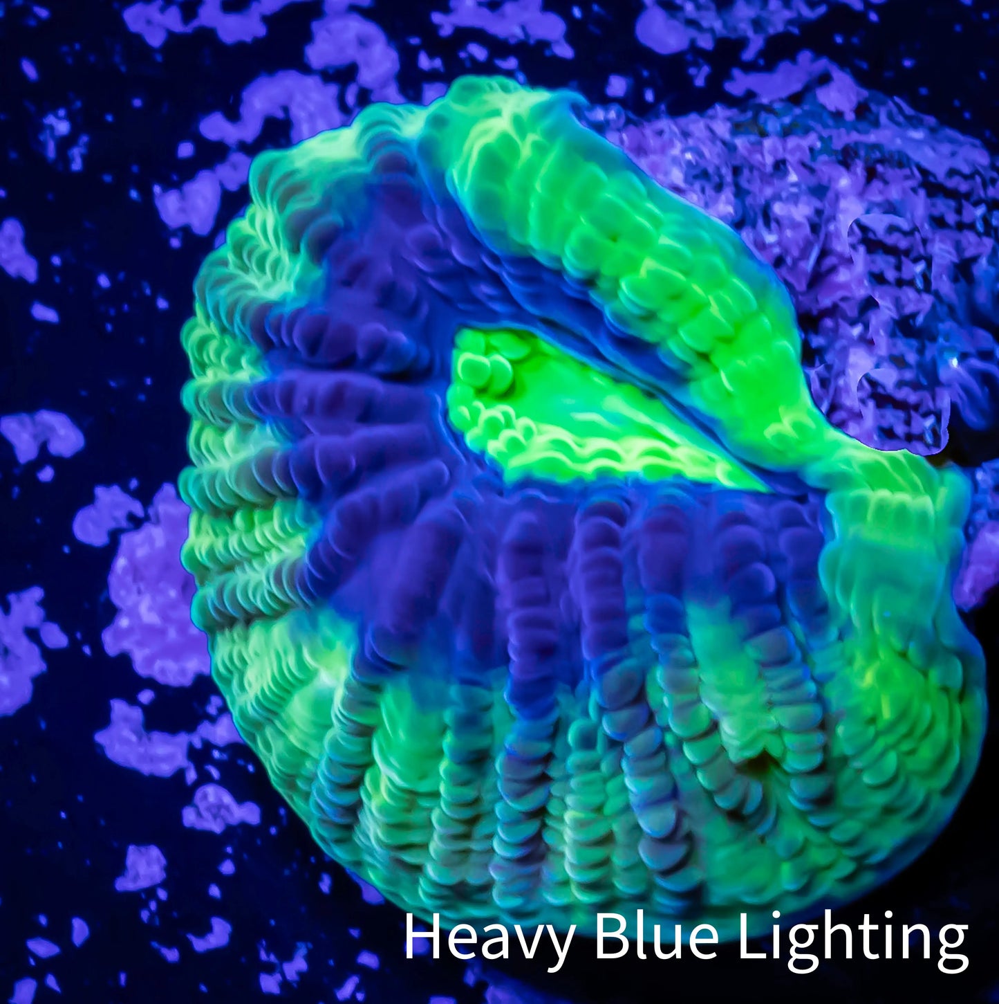 Favia Coral-- Ultra Dragon Soul Favia Frag WYSIWYG Favia Coral-- Ultra Dragon Soul Favia Frag WYSIWYG Aquarium Decor Favia Coral-- Ultra Dragon Soul Favia Frag WYSIWYG Zeo Box Reef