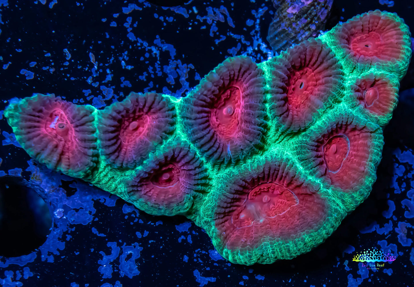 Favia Coral- Ultra Favia 4cm WYSIWYG Favia Coral- Ultra Favia 4cm WYSIWYG Aquarium Decor Favia Coral- Ultra Favia 4cm WYSIWYG Zeo Box Reef