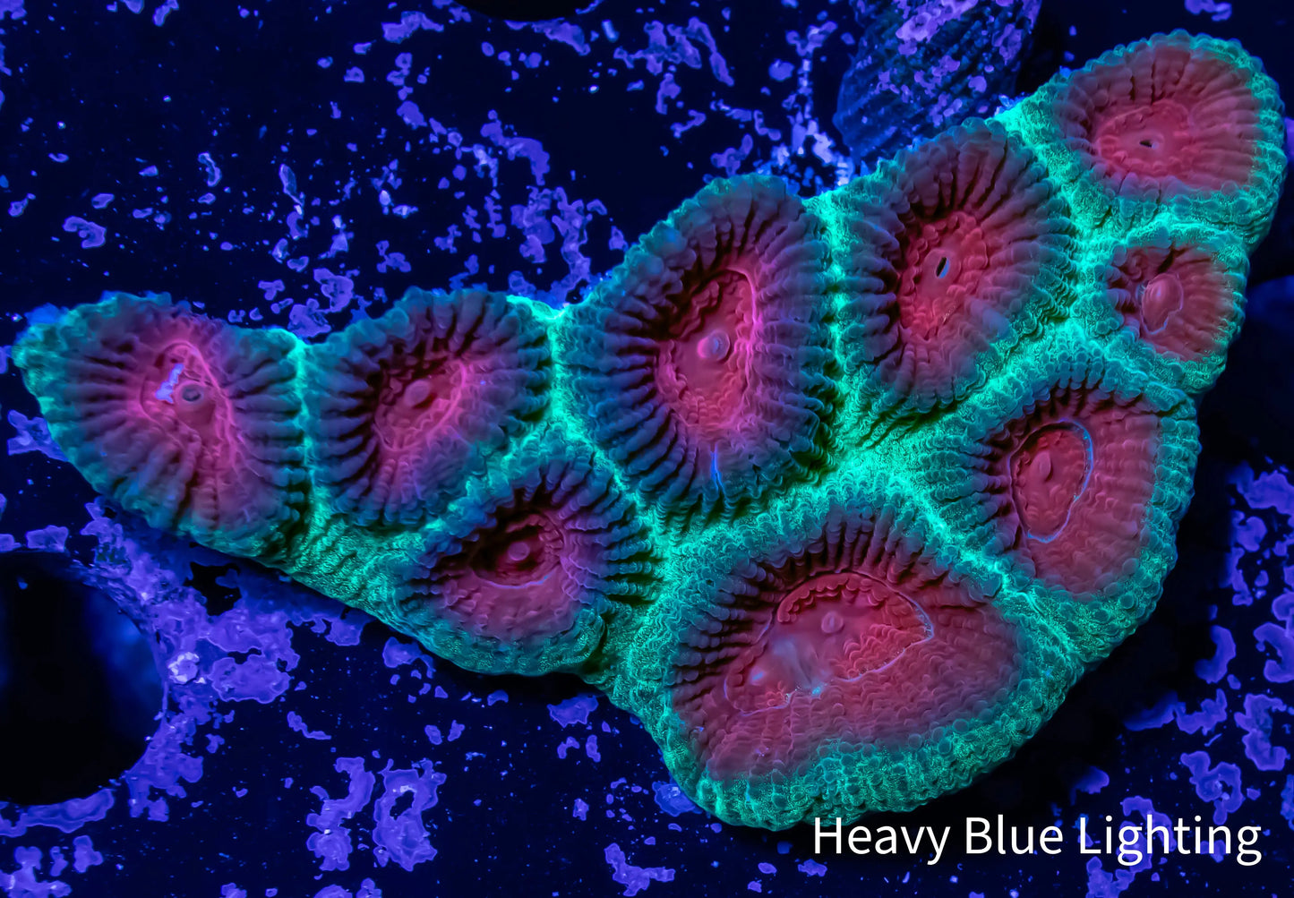 Favia Coral- Ultra Favia 4cm WYSIWYG Favia Coral- Ultra Favia 4cm WYSIWYG Aquarium Decor Favia Coral- Ultra Favia 4cm WYSIWYG Zeo Box Reef
