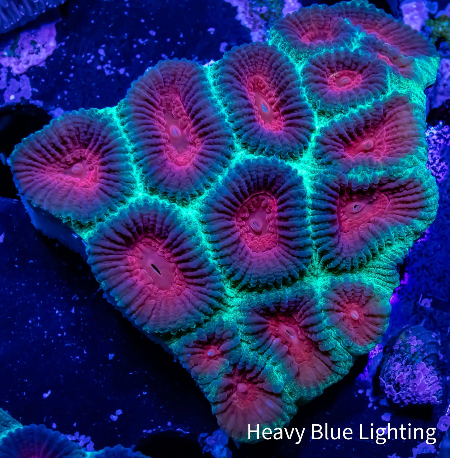 Favia Coral- Ultra Favia 4cm WYSIWYG Favia Coral- Ultra Favia 4cm WYSIWYG Aquarium Decor Favia Coral- Ultra Favia 4cm WYSIWYG Zeo Box Reef