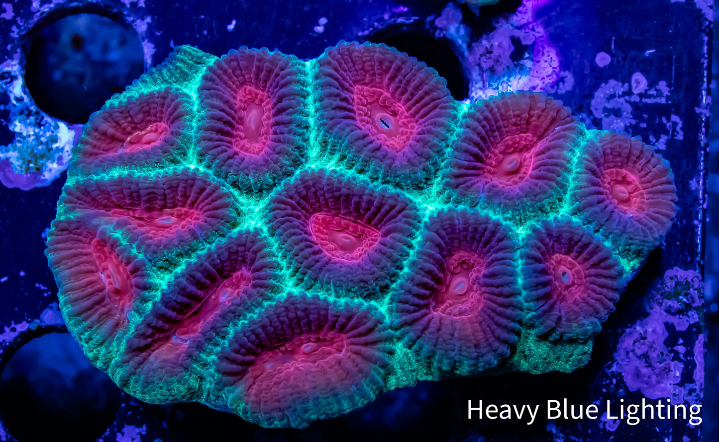 Favia Coral- Ultra Favia 4cm WYSIWYG Favia Coral- Ultra Favia 4cm WYSIWYG Aquarium Decor Favia Coral- Ultra Favia 4cm WYSIWYG Zeo Box Reef