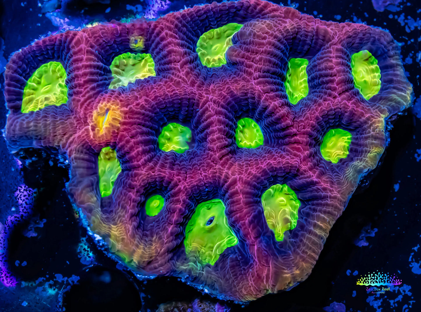 Favia Coral- Ultra Red Dragon Soul Favia 4cm WYSIWYG Favia Coral- Ultra Red Dragon Soul Favia 4cm WYSIWYG Aquarium Decor Favia Coral- Ultra Red Dragon Soul Favia 4cm WYSIWYG Zeo Box Reef