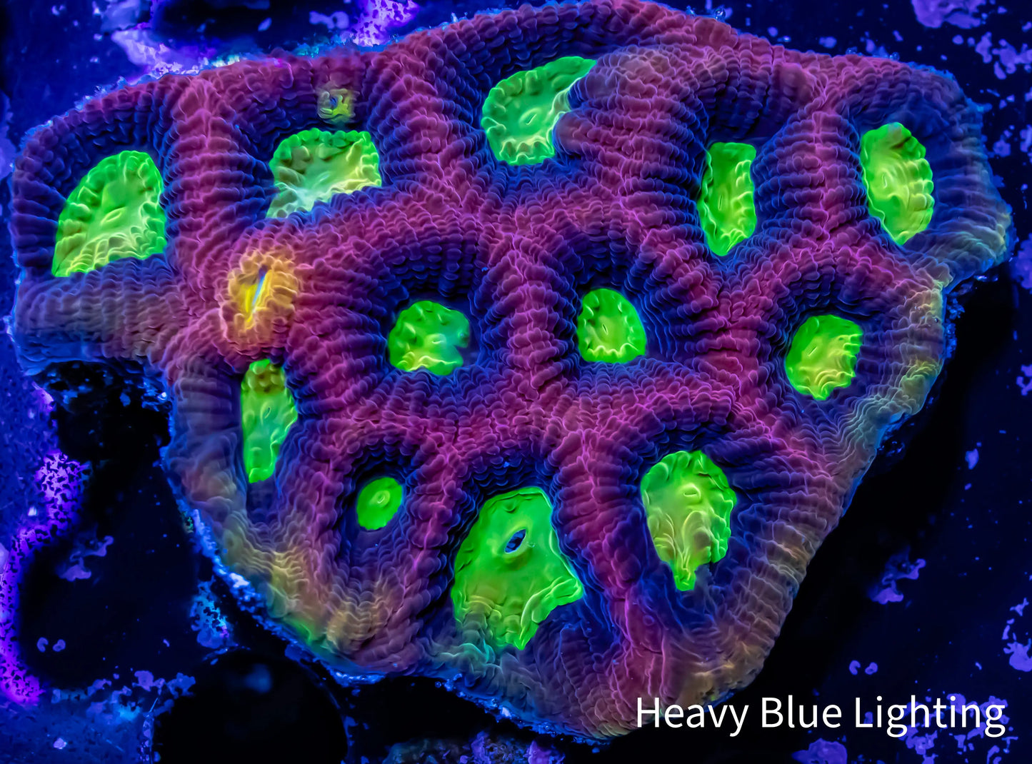 Favia Coral- Ultra Red Dragon Soul Favia 4cm WYSIWYG Favia Coral- Ultra Red Dragon Soul Favia 4cm WYSIWYG Aquarium Decor Favia Coral- Ultra Red Dragon Soul Favia 4cm WYSIWYG Zeo Box Reef