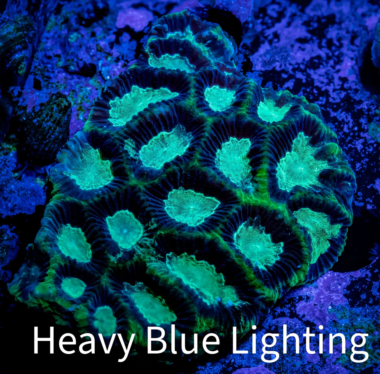 Favia Coral-- WYSIWYG 5cm Favia Coral-- WYSIWYG 5cm Aquarium Decor Favia Coral-- WYSIWYG 5cm Zeo Box Reef