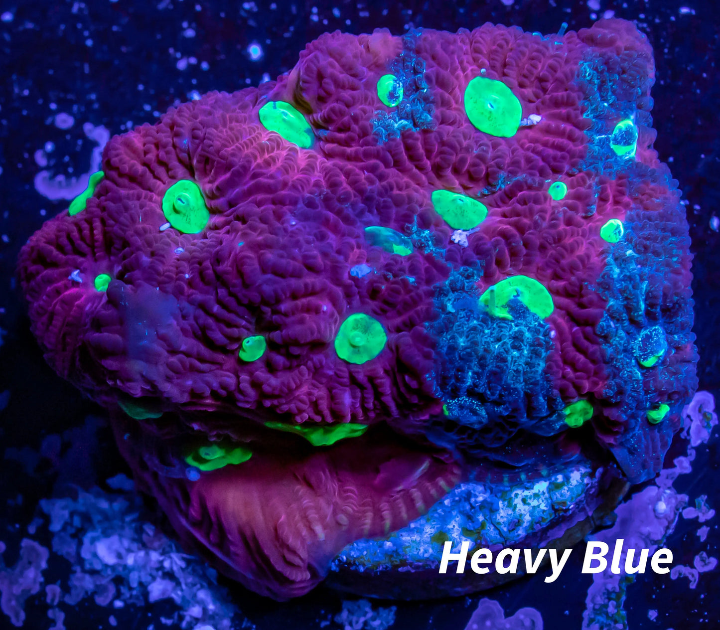 Favites Coral - WYSIWYG Frag Favites Coral - WYSIWYG Frag Aquarium Decor Favites Coral - WYSIWYG Frag Zeo Box Reef