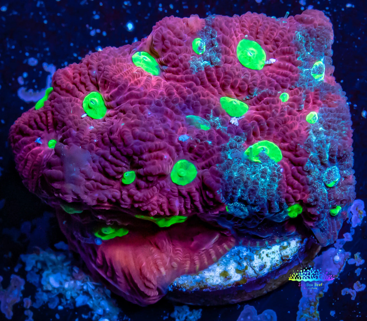 Favites Coral - WYSIWYG Frag Favites Coral - WYSIWYG Frag Aquarium Decor Favites Coral - WYSIWYG Frag Zeo Box Reef