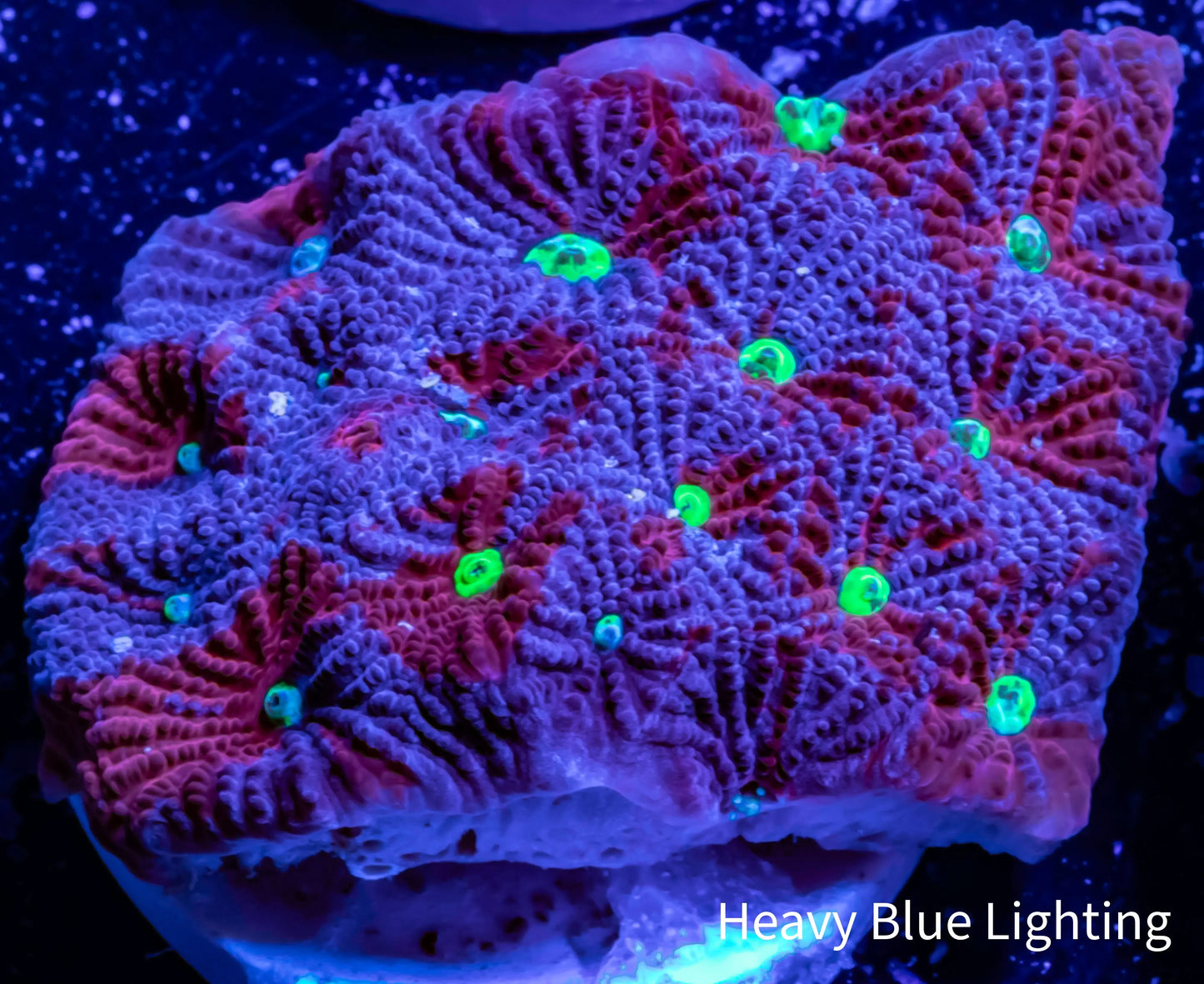 Favites Coral - purple, red and yellow Frag Favites Coral - purple, red and yellow Frag Aquarium Decor Favites Coral - purple, red and yellow Frag Zeo Box Reef